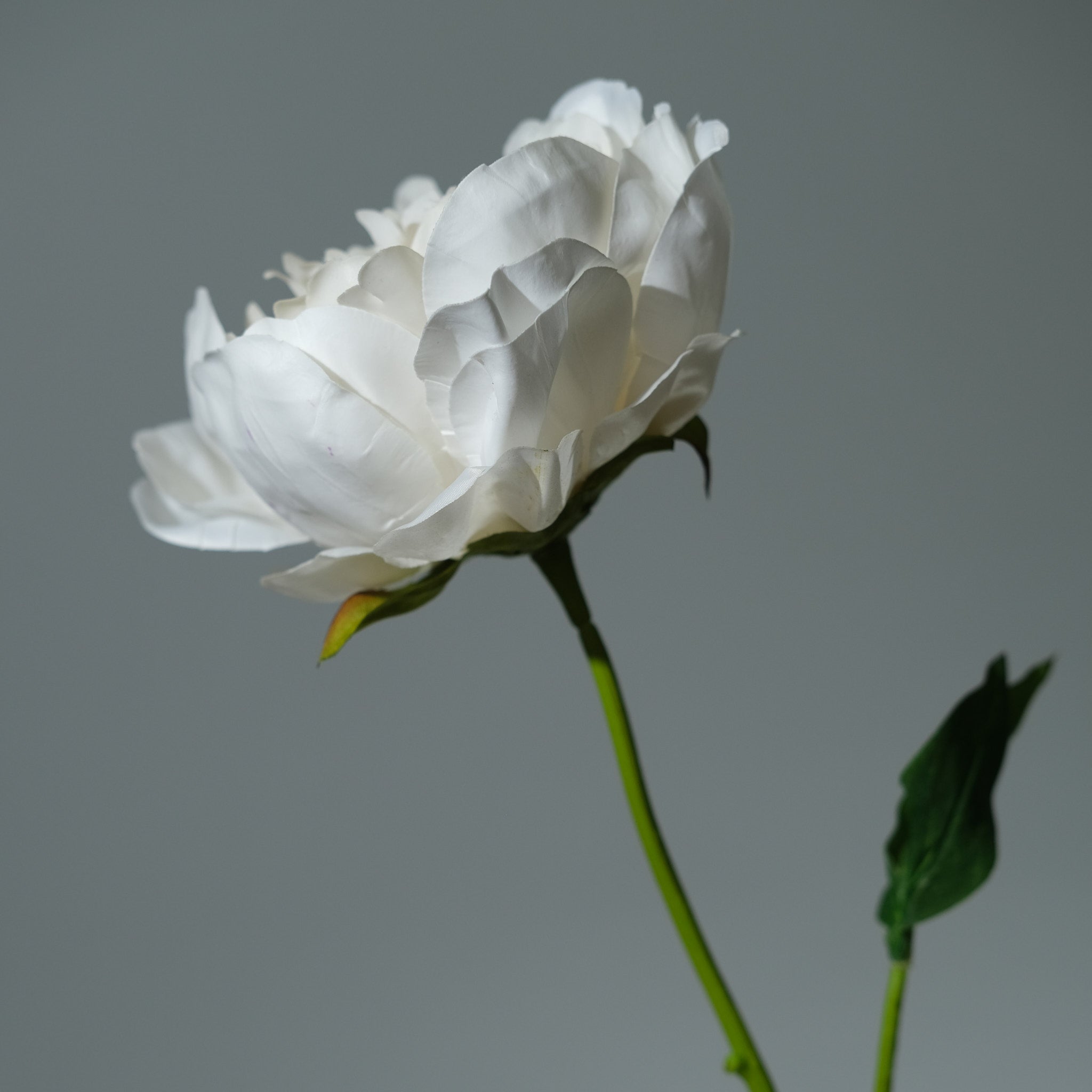 Pion Creamé - FLORISSMA