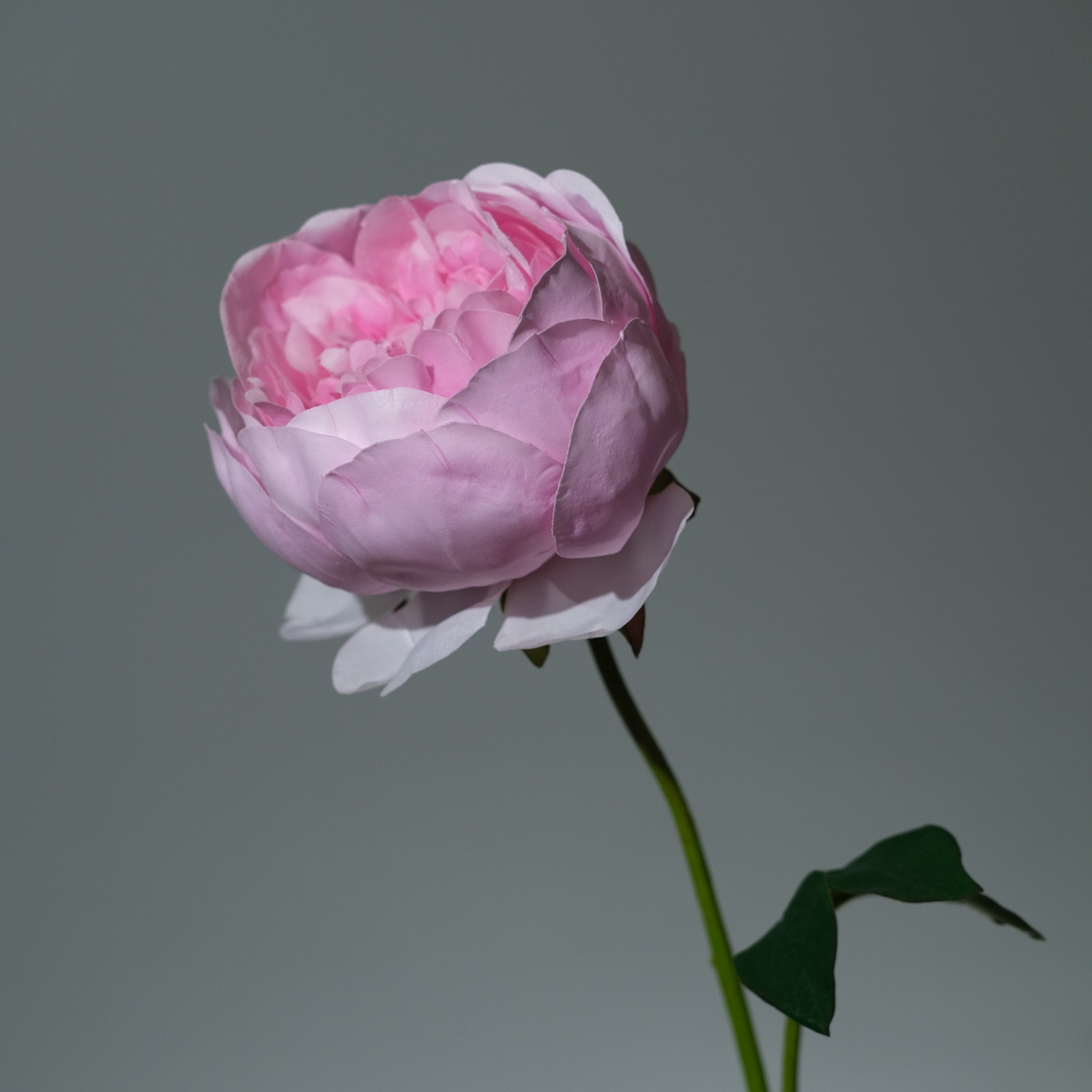 Pion Rosa - FLORISSMA