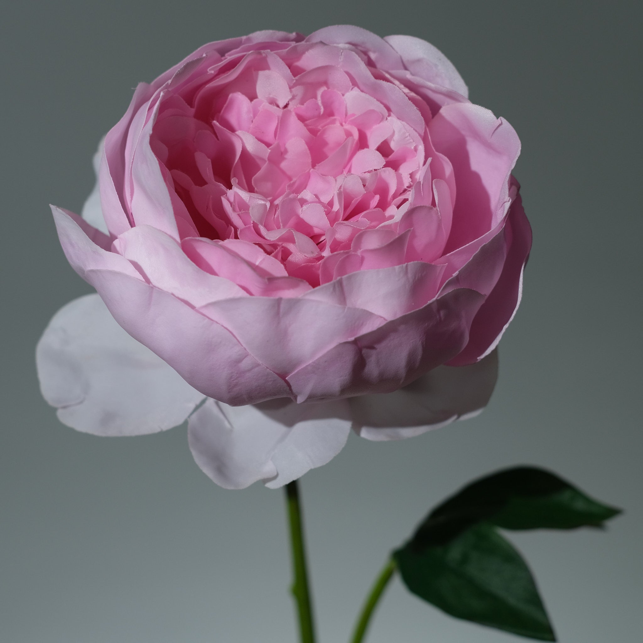 Pion Rosa - FLORISSMA