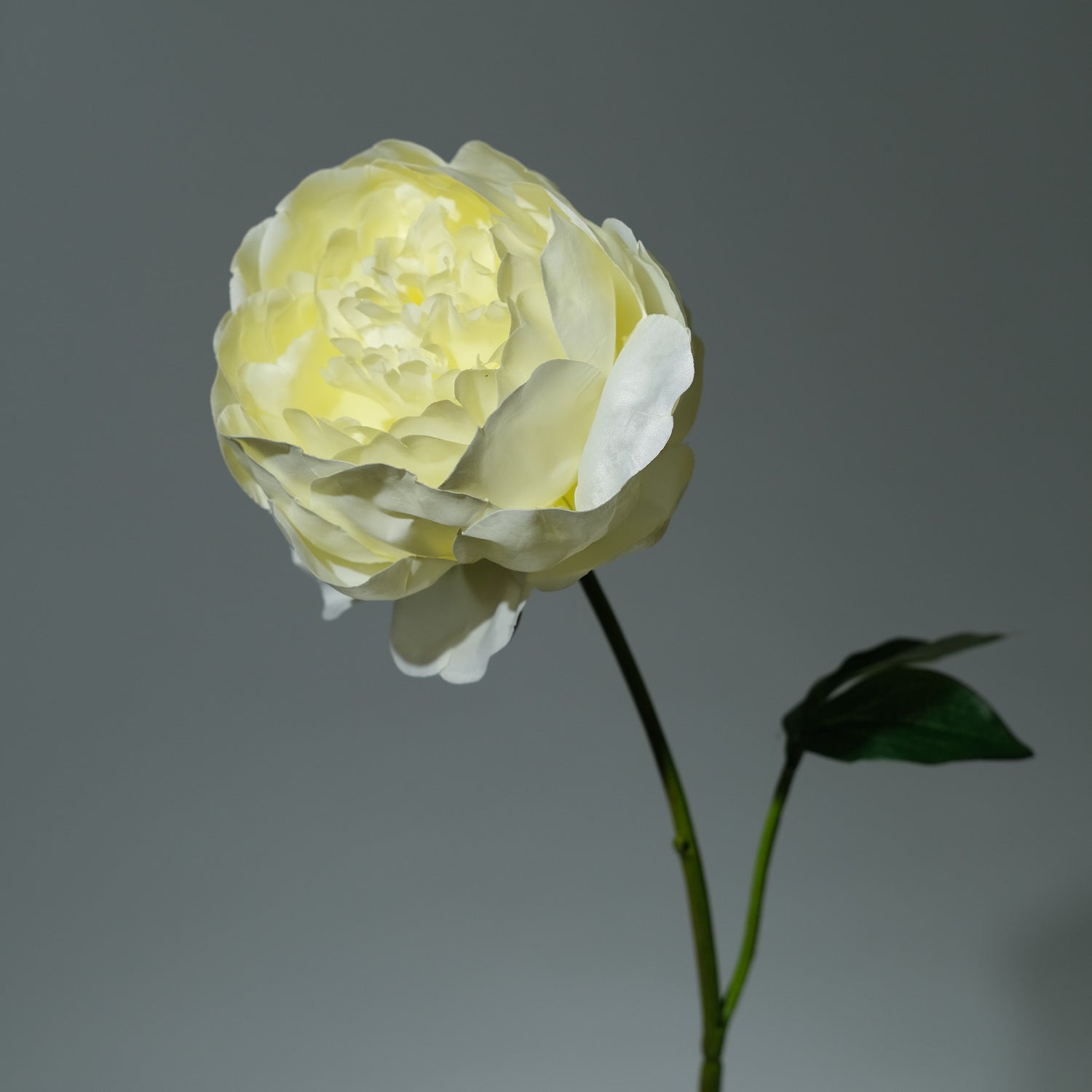 Pion Ljusgul - FLORISSMA
