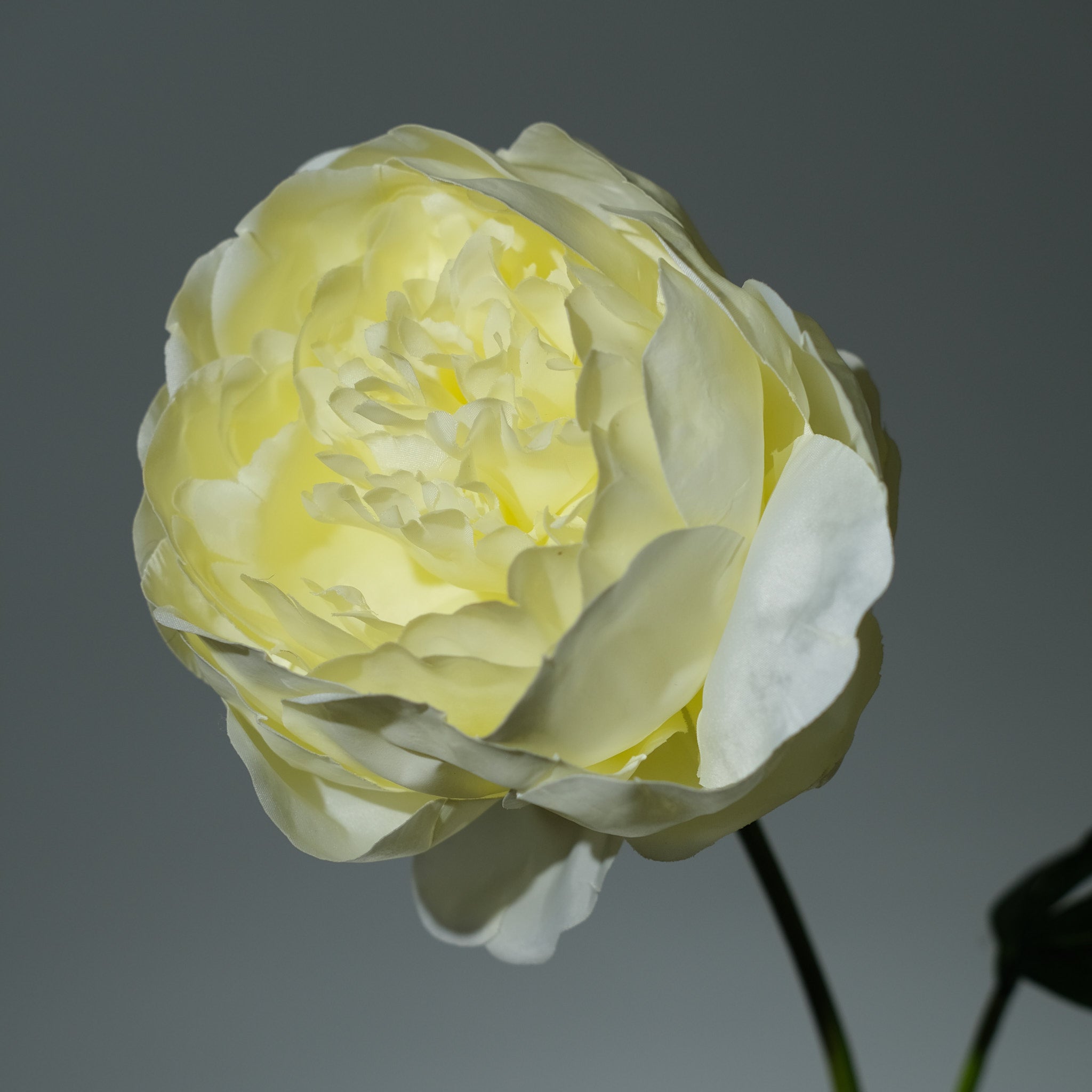 Pion Ljusgul - FLORISSMA