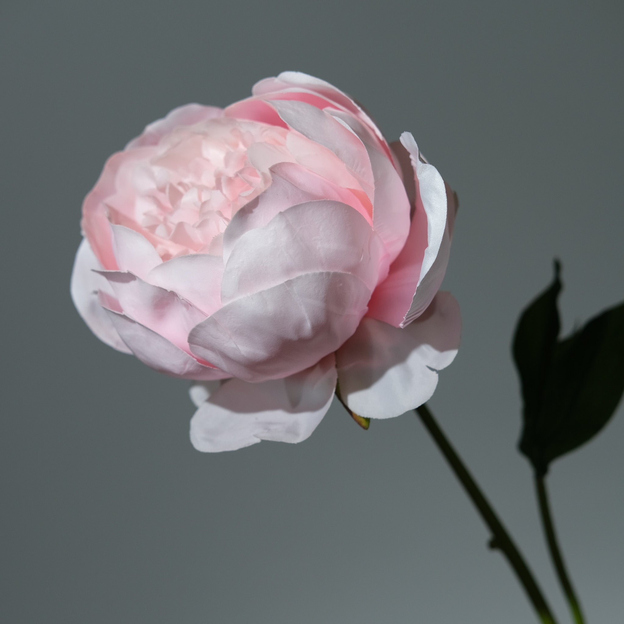 Pion Ljusrosa - FLORISSMA
