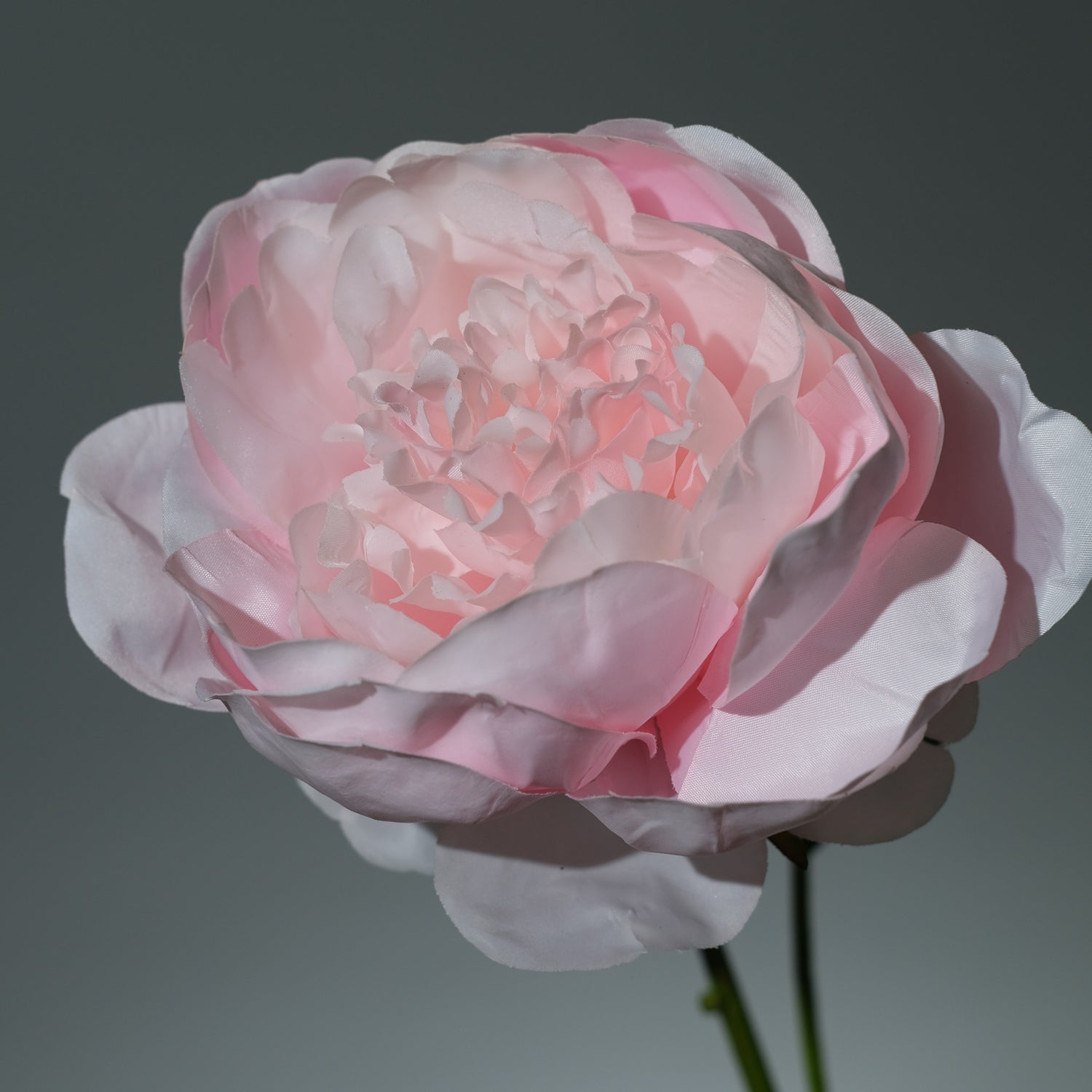 Pion Ljusrosa - FLORISSMA