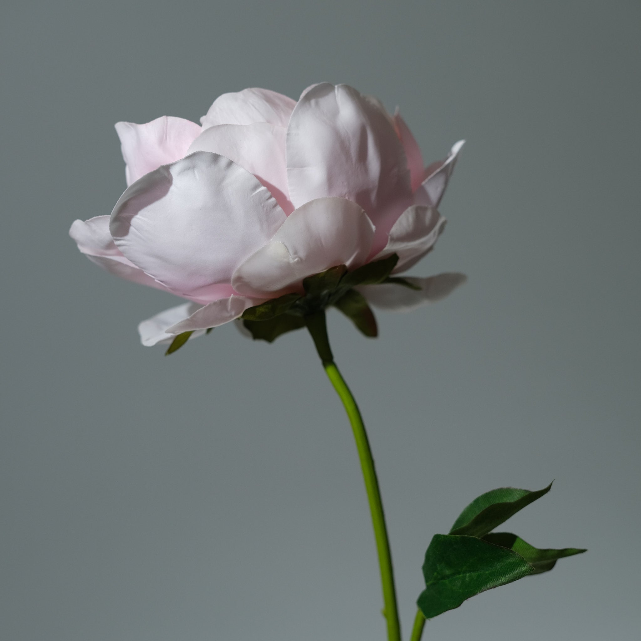 Pion Ljusrosa - FLORISSMA