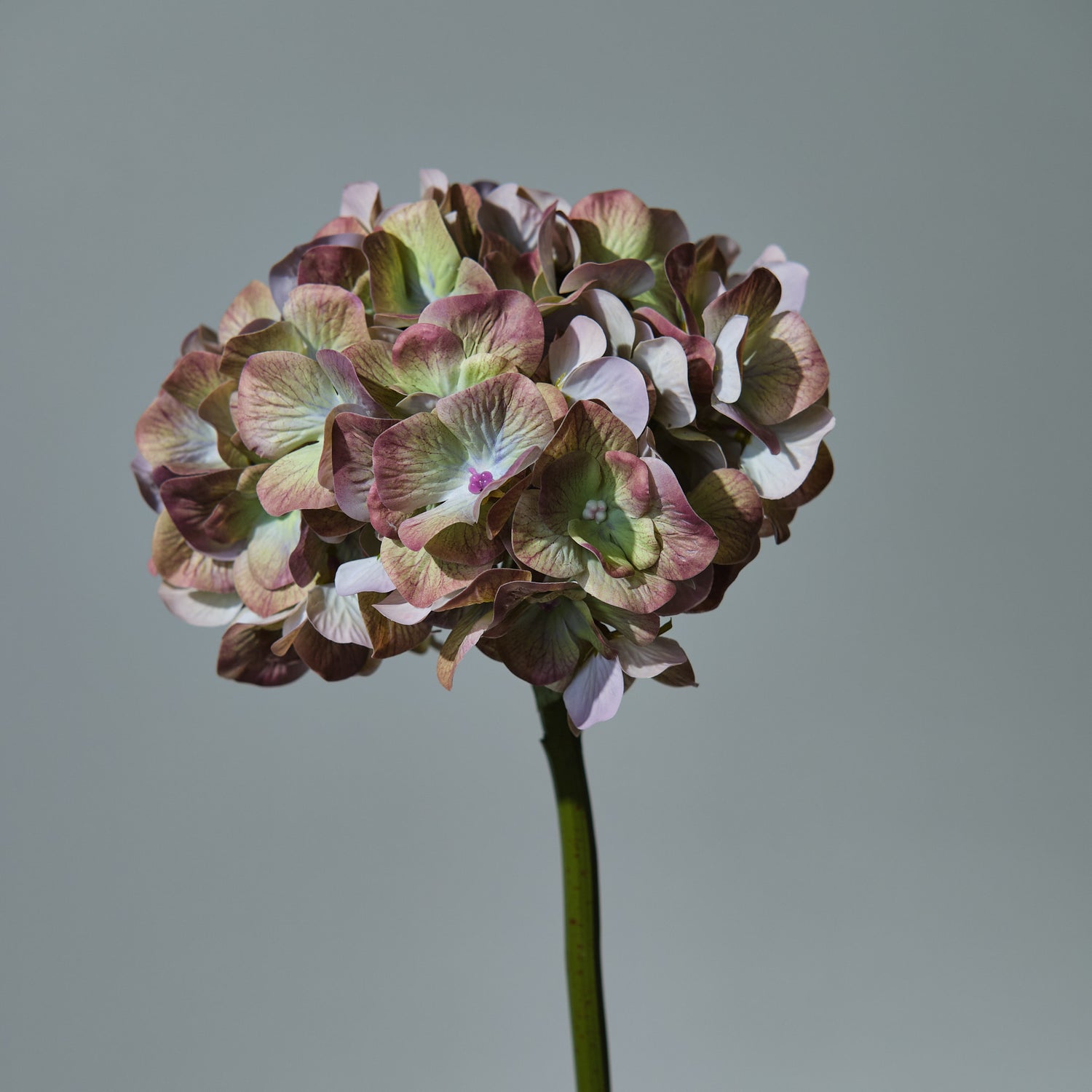 Hortensia Grön - FLORISSMA