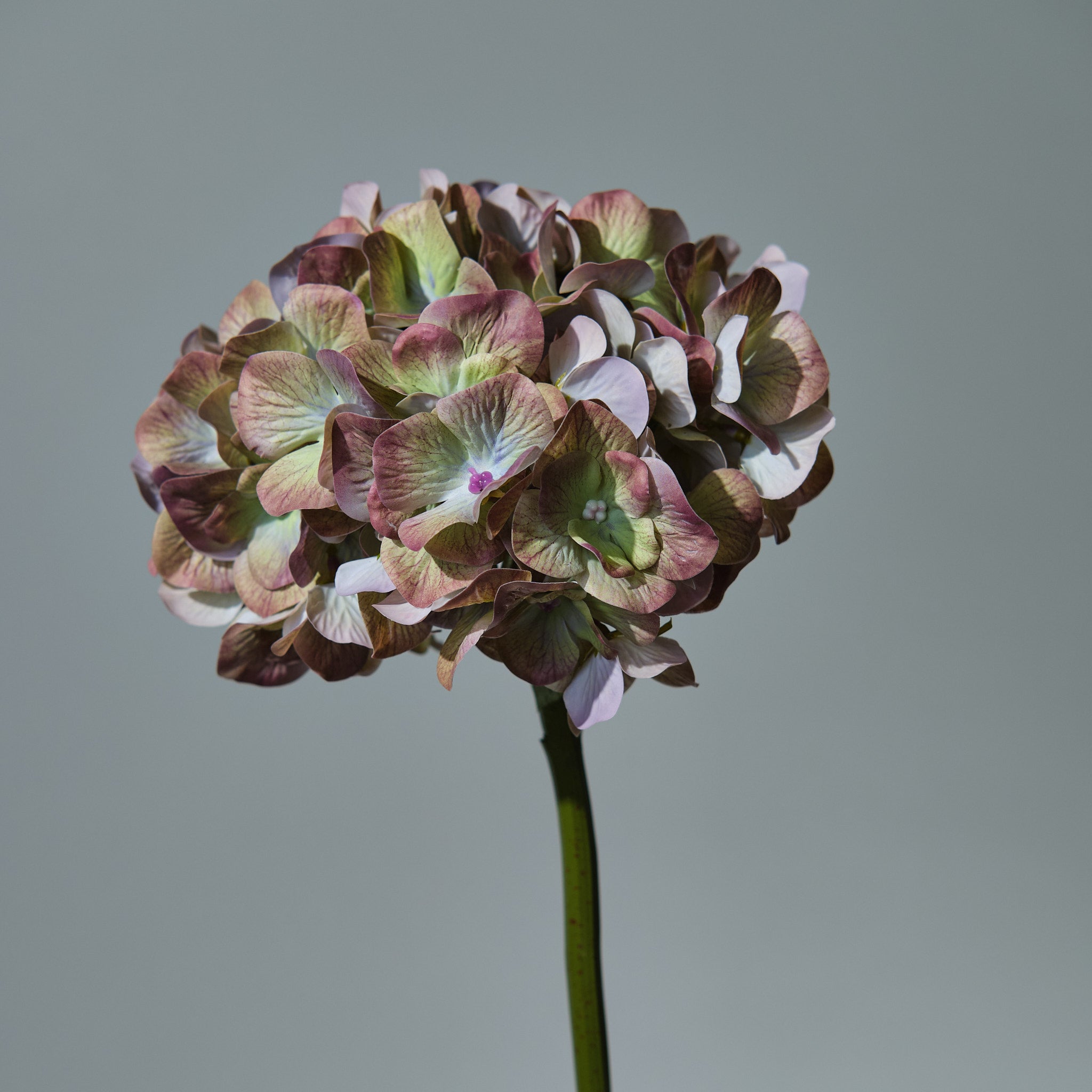 Hortensia Grön - FLORISSMA