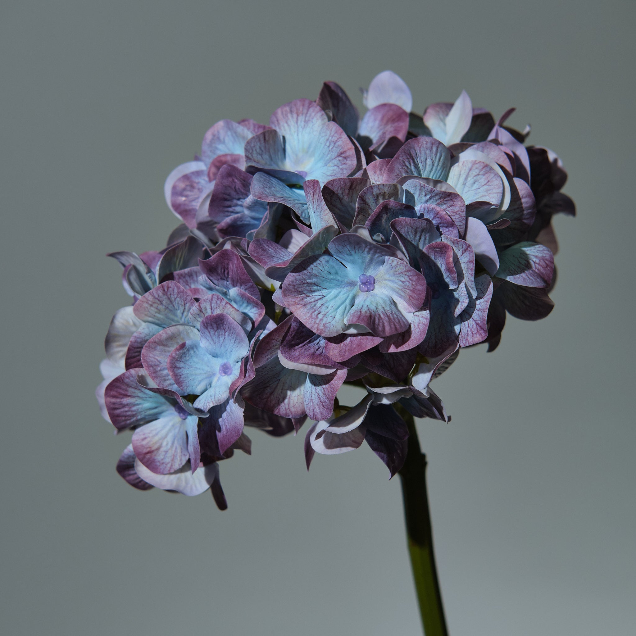 Hortensia Mörkblå - FLORISSMA