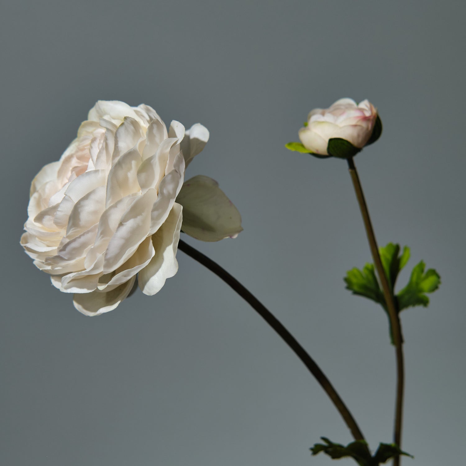 Ranunkel Cremé - FLORISSMA