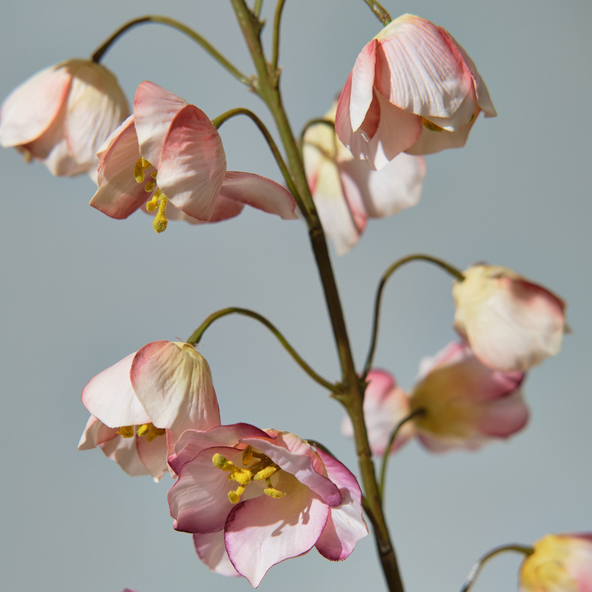 Kungsängslilja Creme/Rosa - FLORISSMA