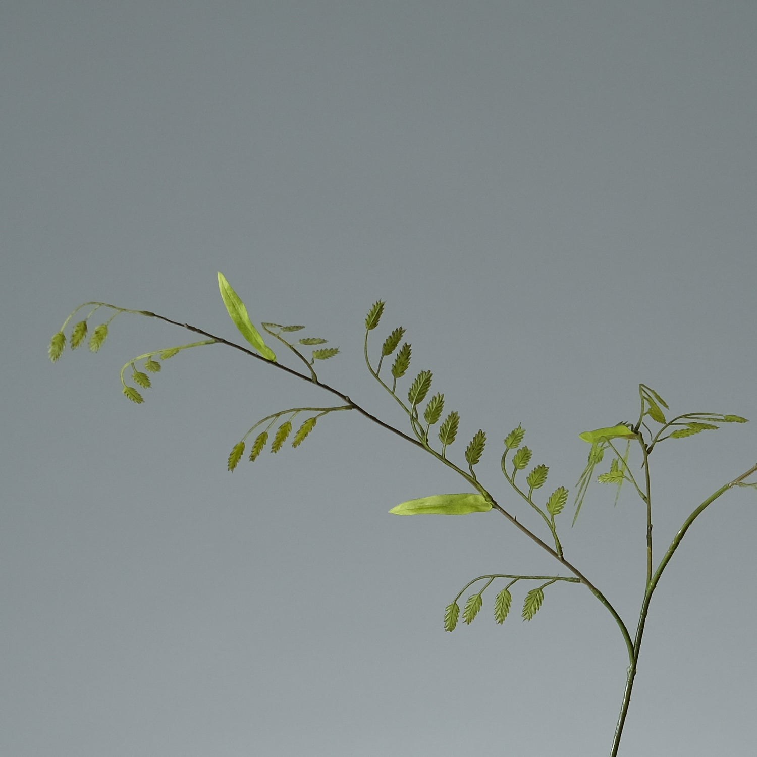 Gräs Grönt Bladig - FLORISSMA
