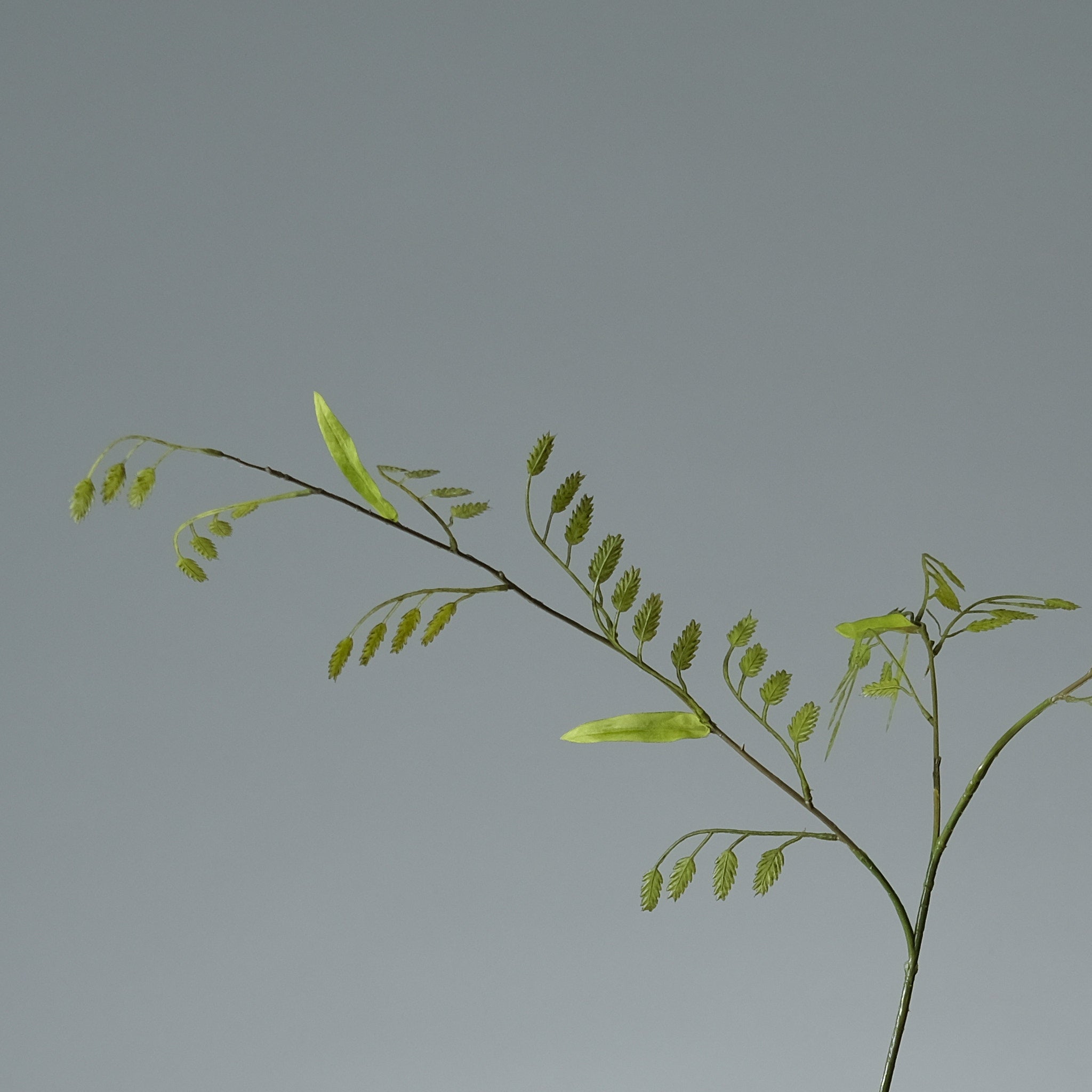 Gräs Grönt Bladig - FLORISSMA