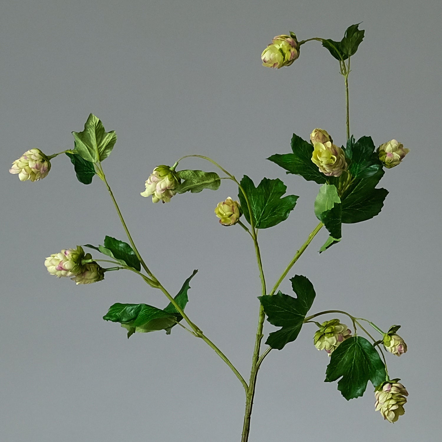 Humle Grön/Lavendel - FLORISSMA