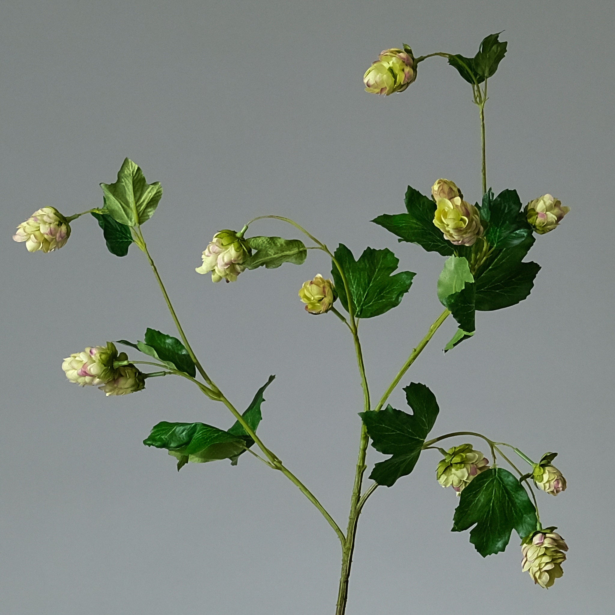 Humle Grön/Lavendel - FLORISSMA