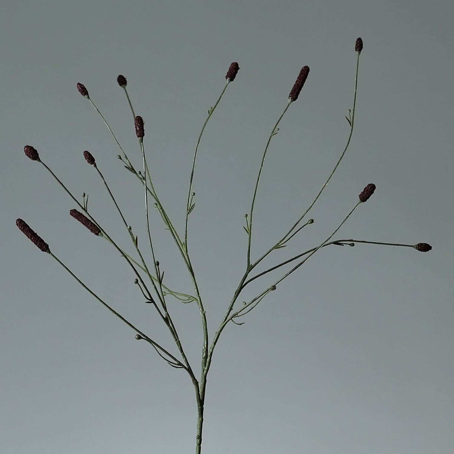 Pimpinell Burgundy - FLORISSMA