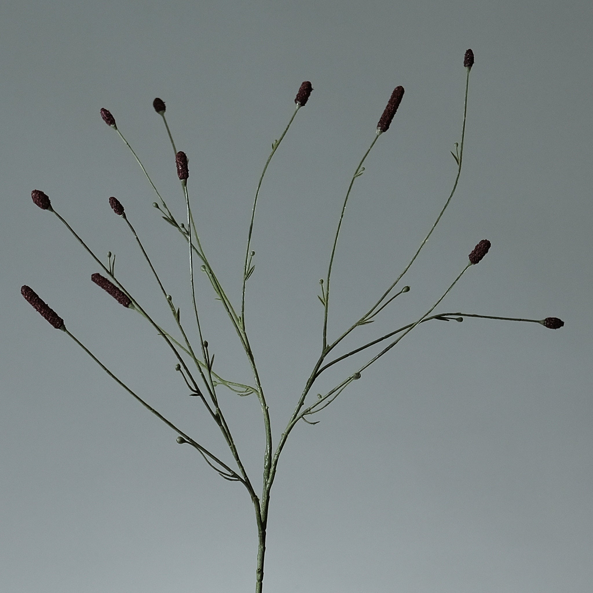Pimpinell Burgundy - FLORISSMA