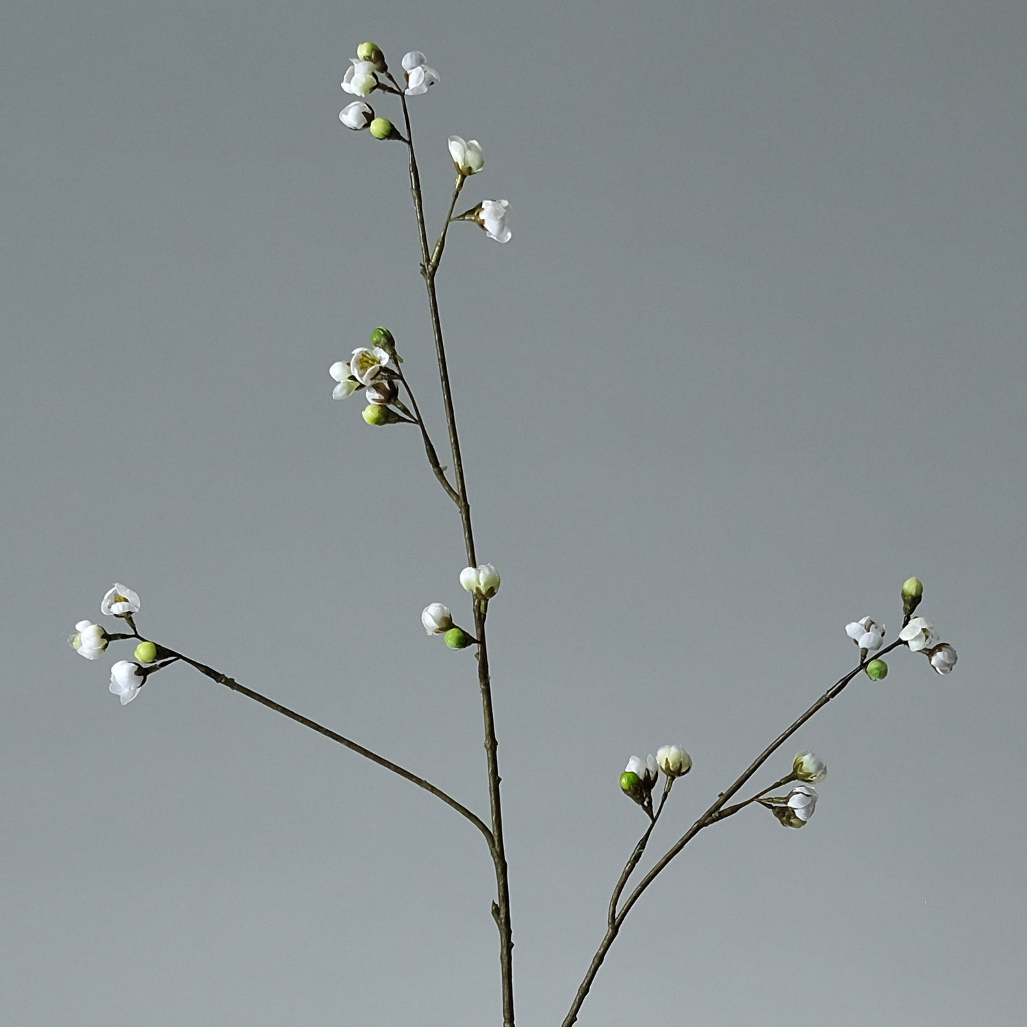 Körsbärsblomma Cremé - FLORISSMA