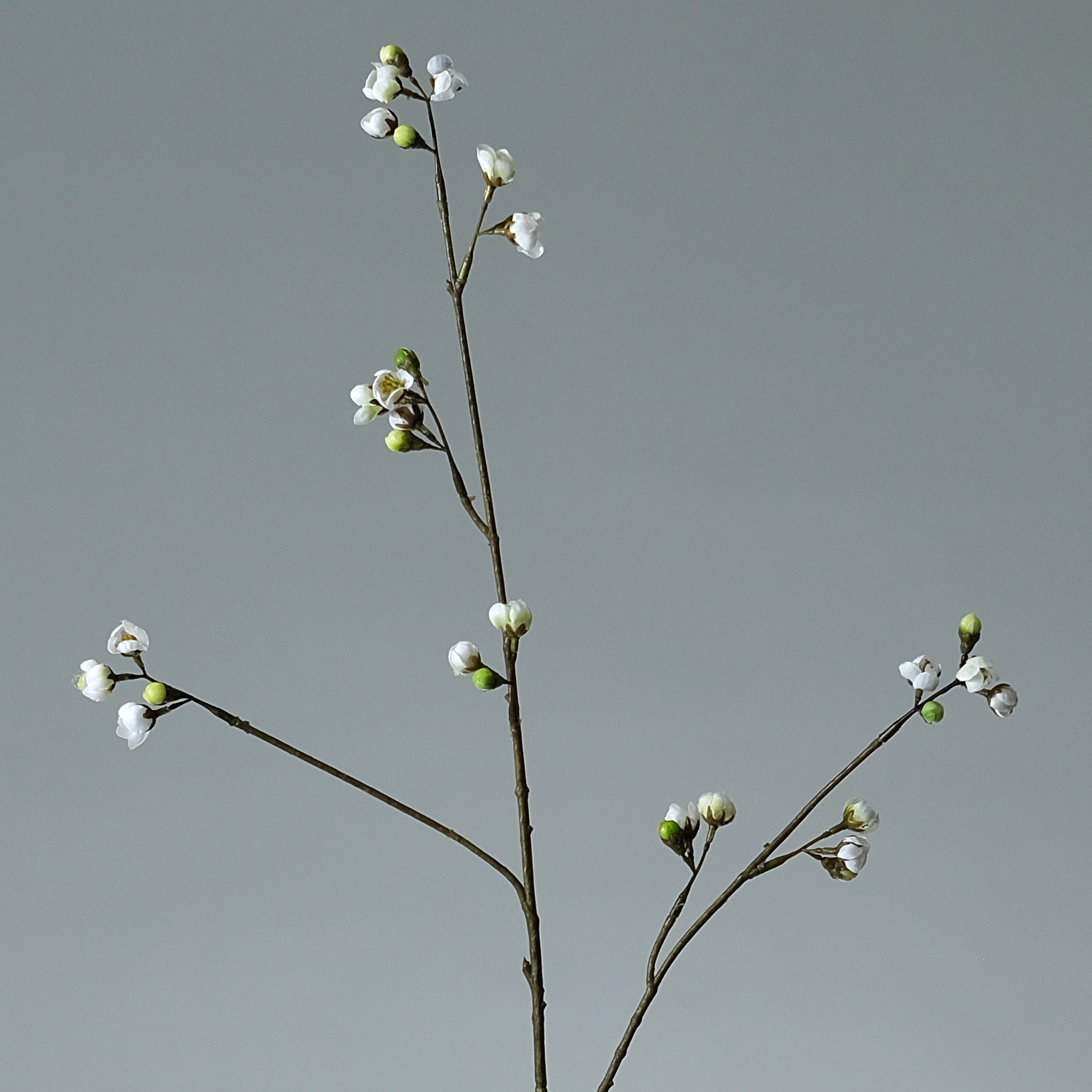 Körsbärsblomma Cremé - FLORISSMA