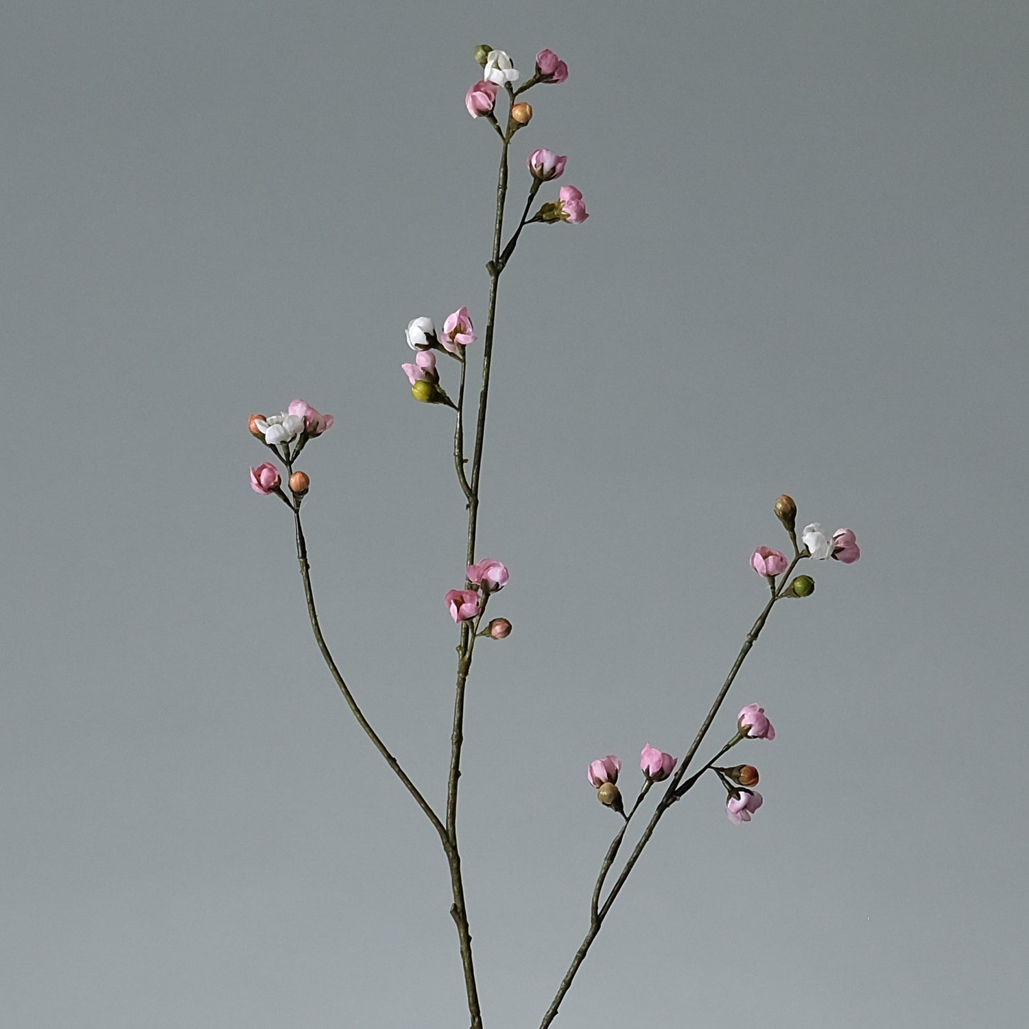 Körsbärsblomma Rosa - FLORISSMA