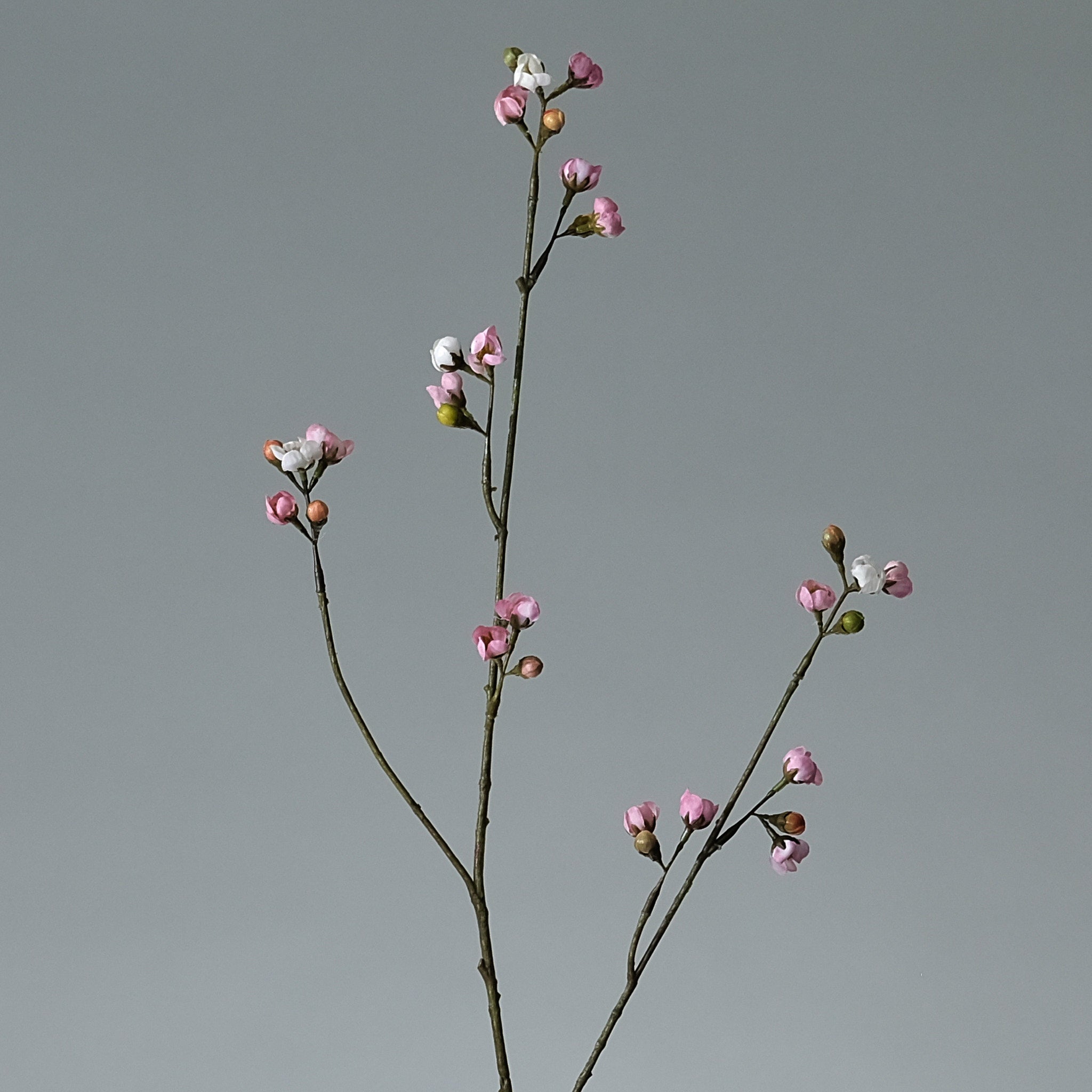 Körsbärsblomma Rosa - FLORISSMA