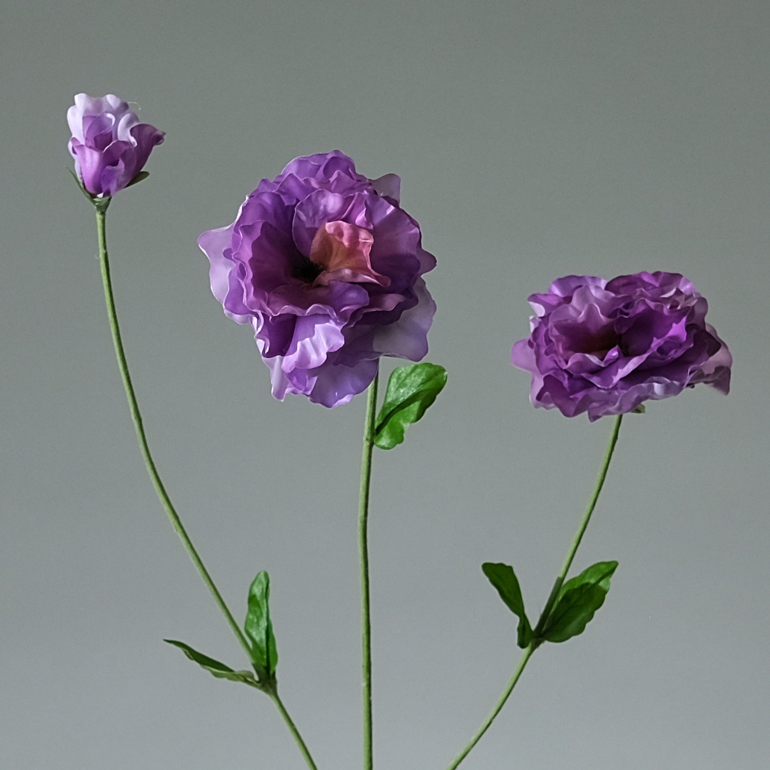 Pensé Lavendel - FLORISSMA