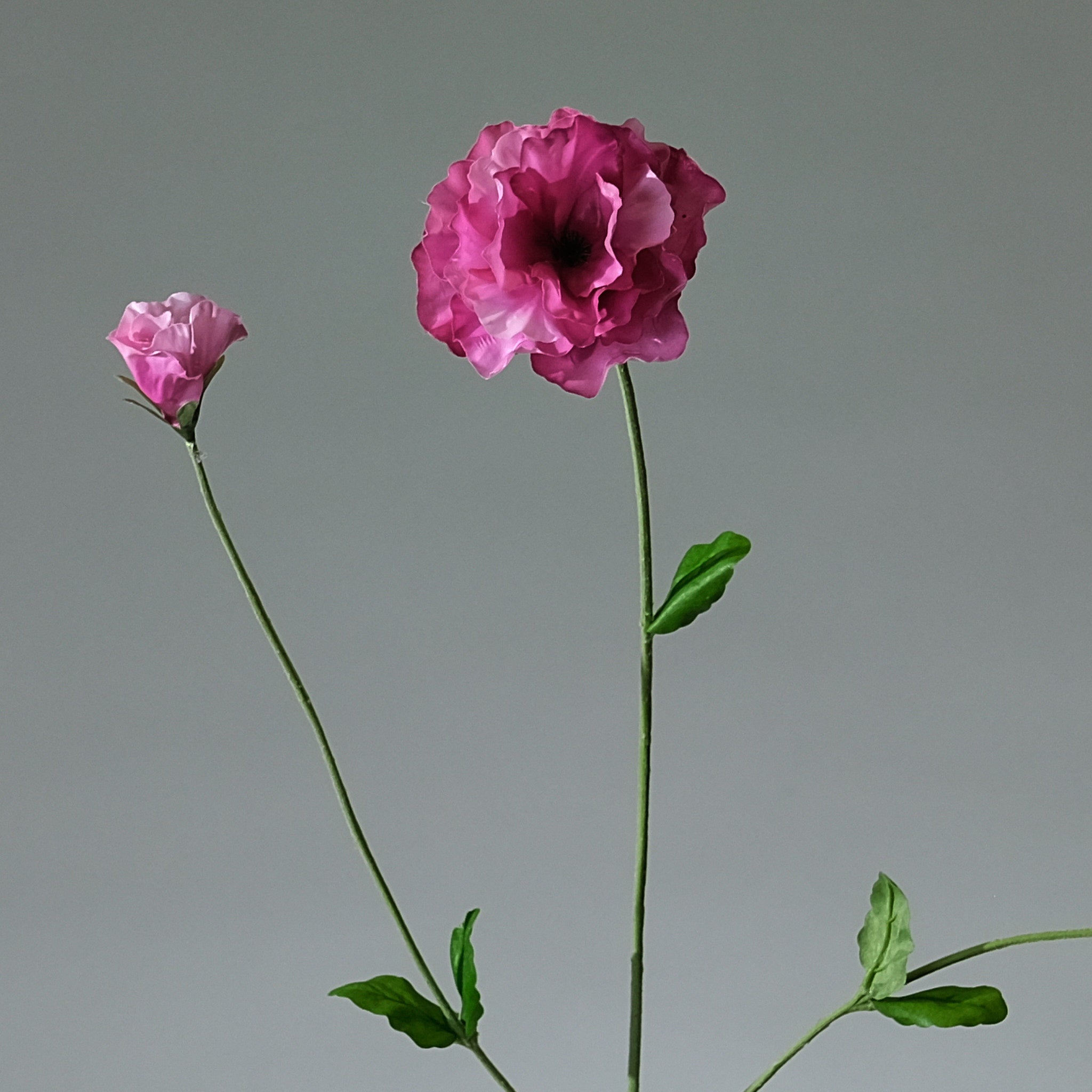 Pensé Beauty - FLORISSMA