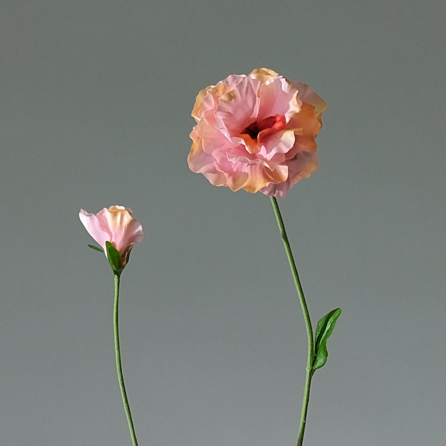Pensé Salmon - FLORISSMA