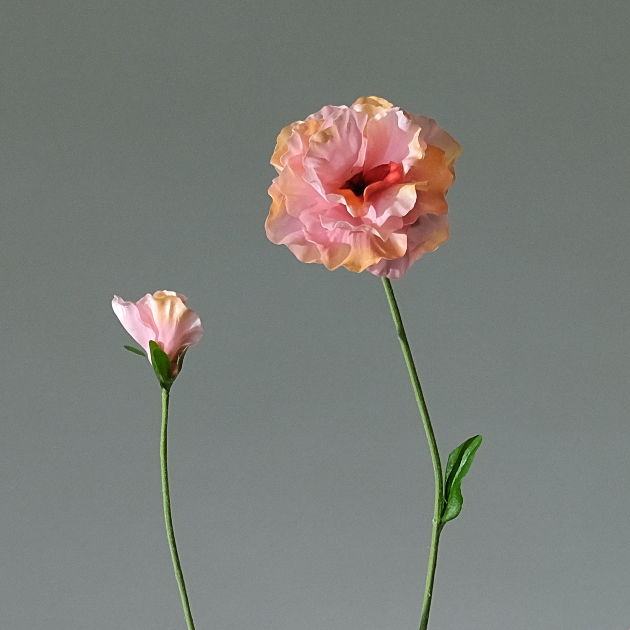 Pensé Salmon - FLORISSMA