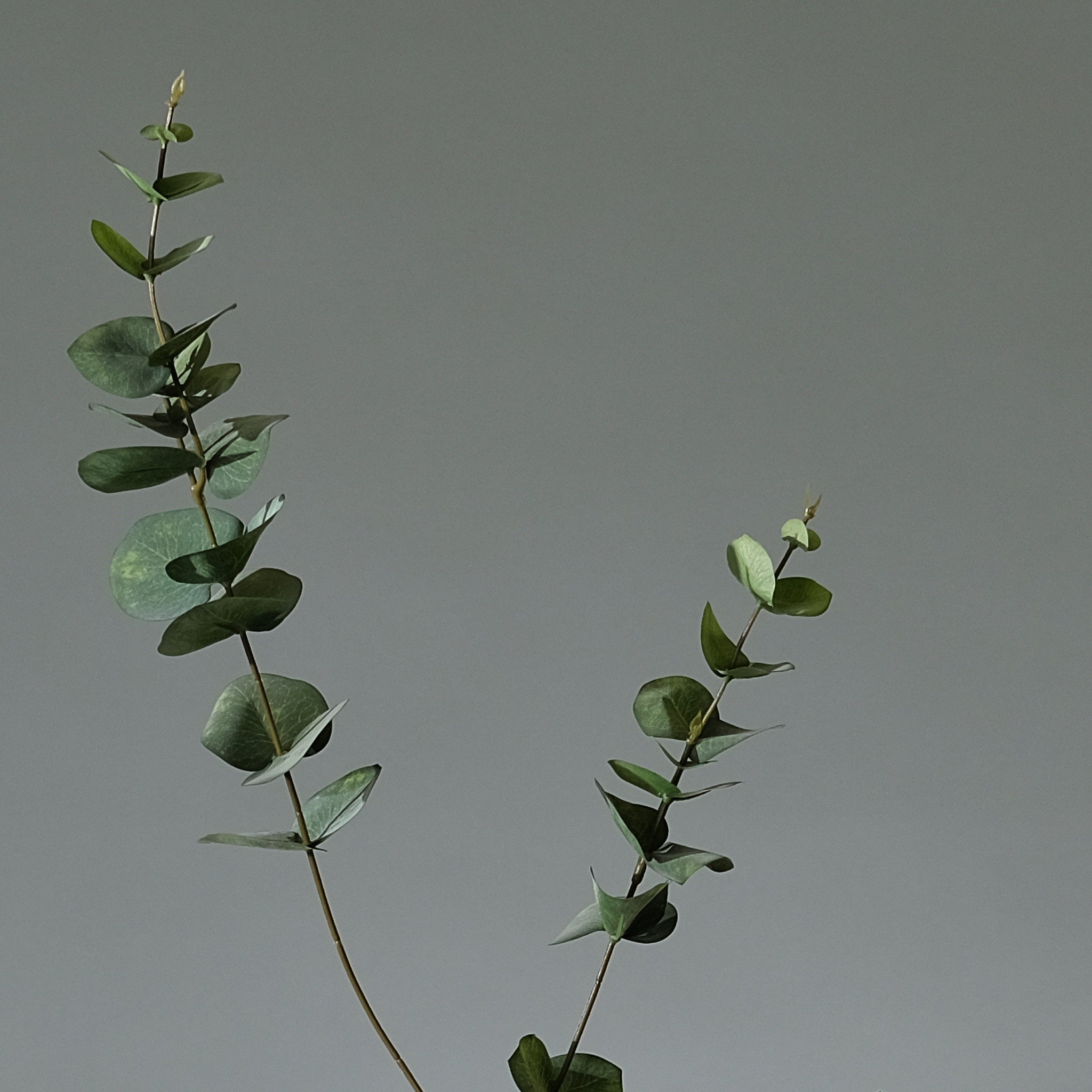 Eukalyptus Kvist Grön Runda Blad - FLORISSMA