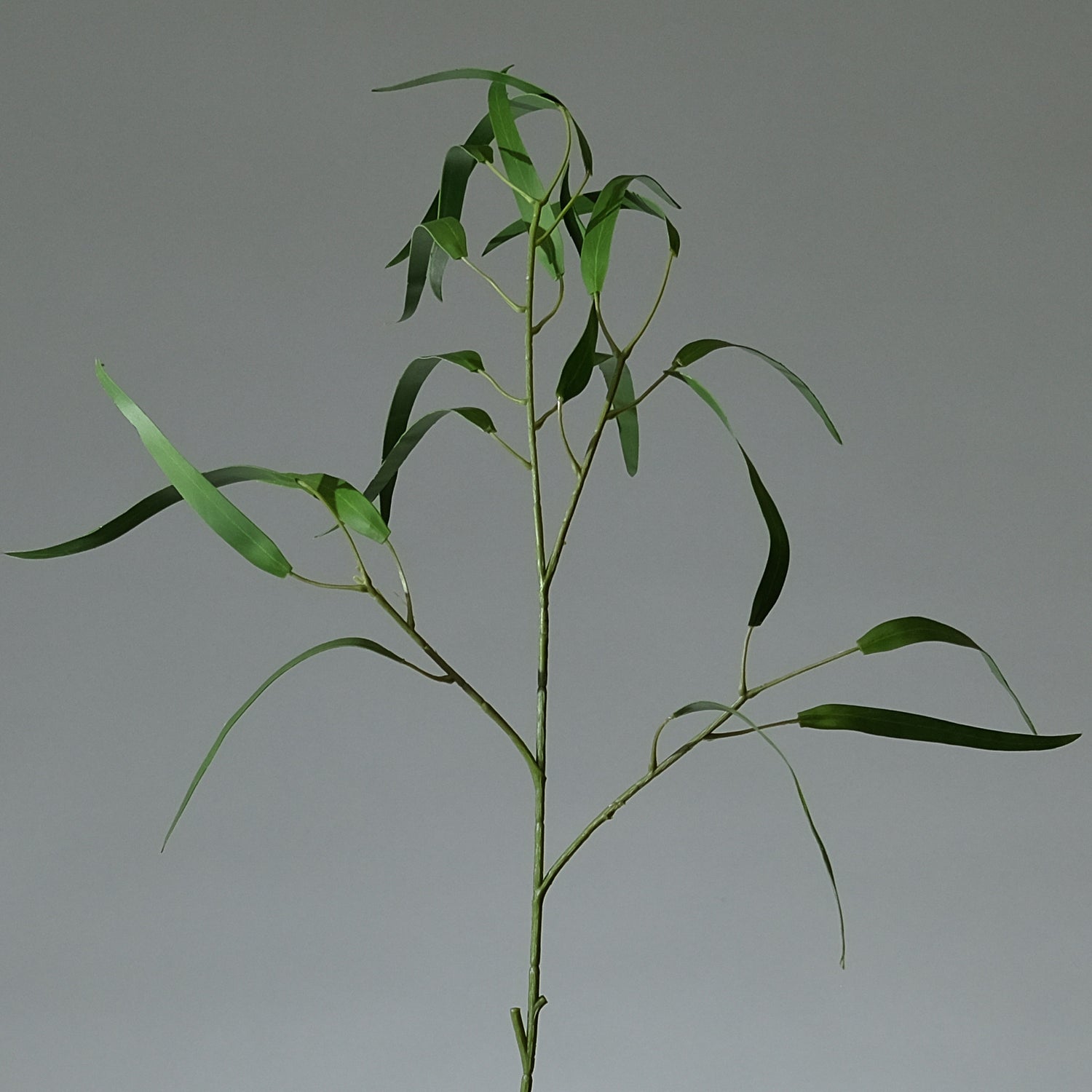 Eukalyptus Kvist Klargrön Pilblad - FLORISSMA