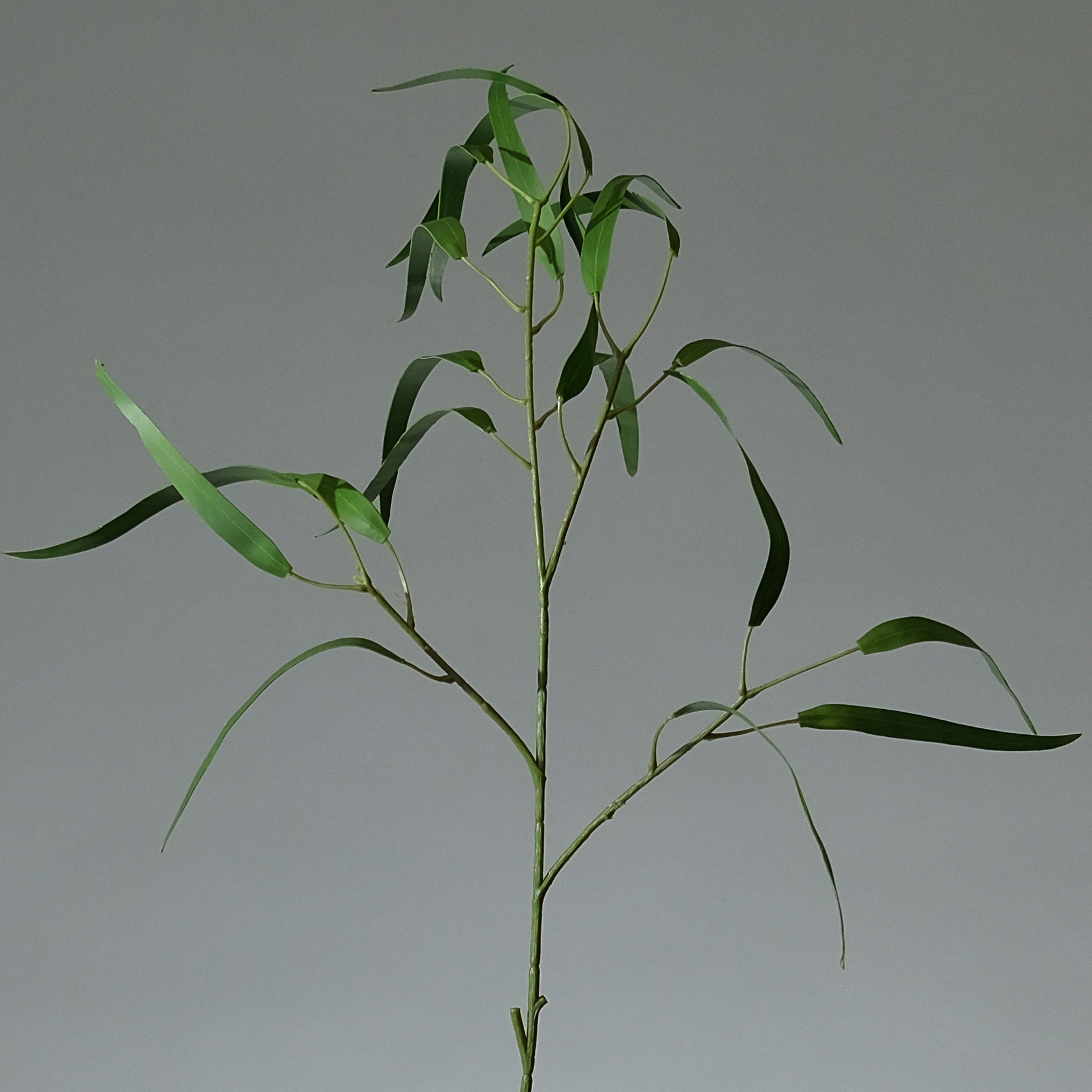 Eukalyptus Kvist Klargrön Pilblad - FLORISSMA