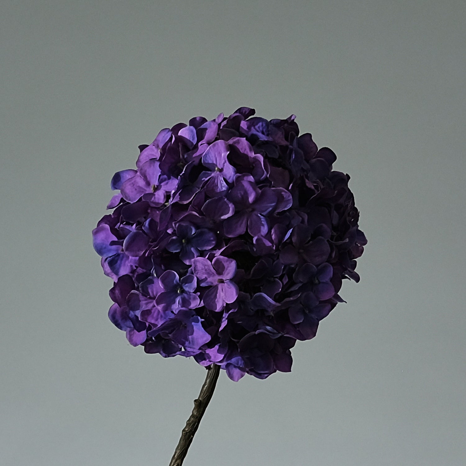 Hortensia Lila - FLORISSMA