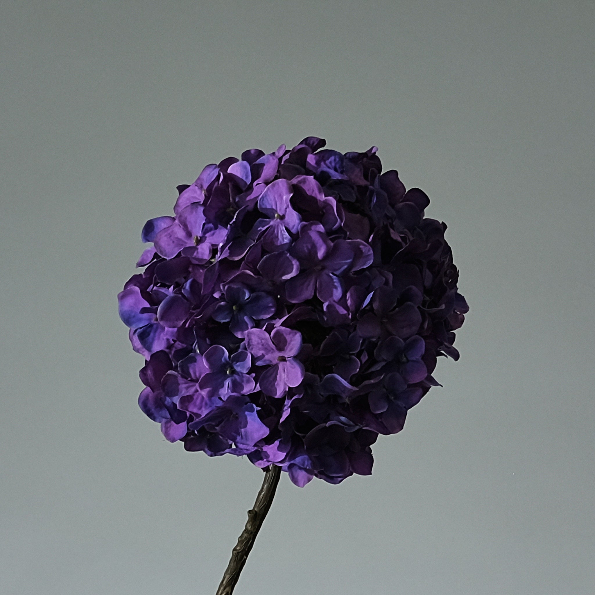 Hortensia Lila - FLORISSMA