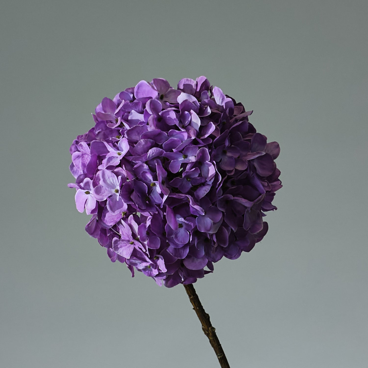 Hortensia Lavendel - FLORISSMA