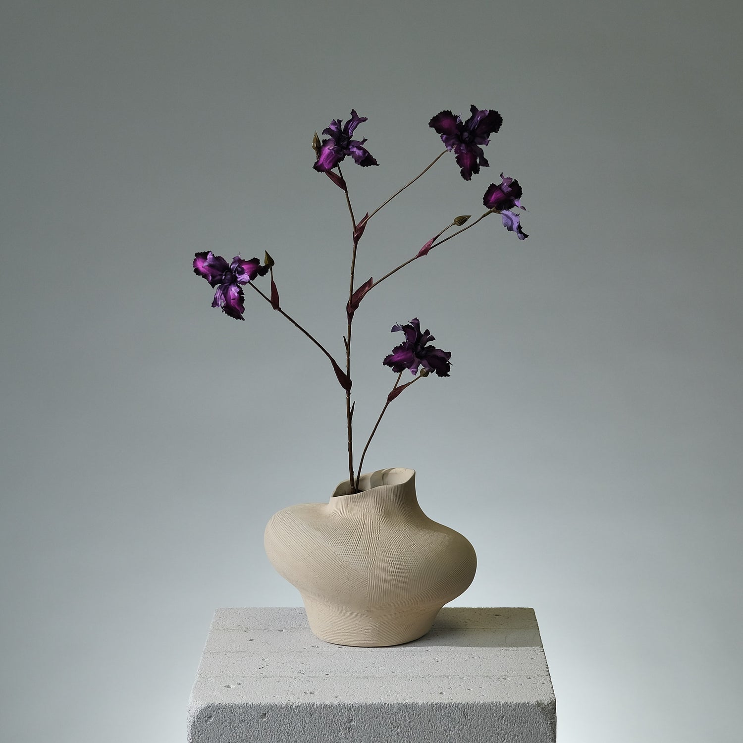 Iris Lavendel - FLORISSMA
