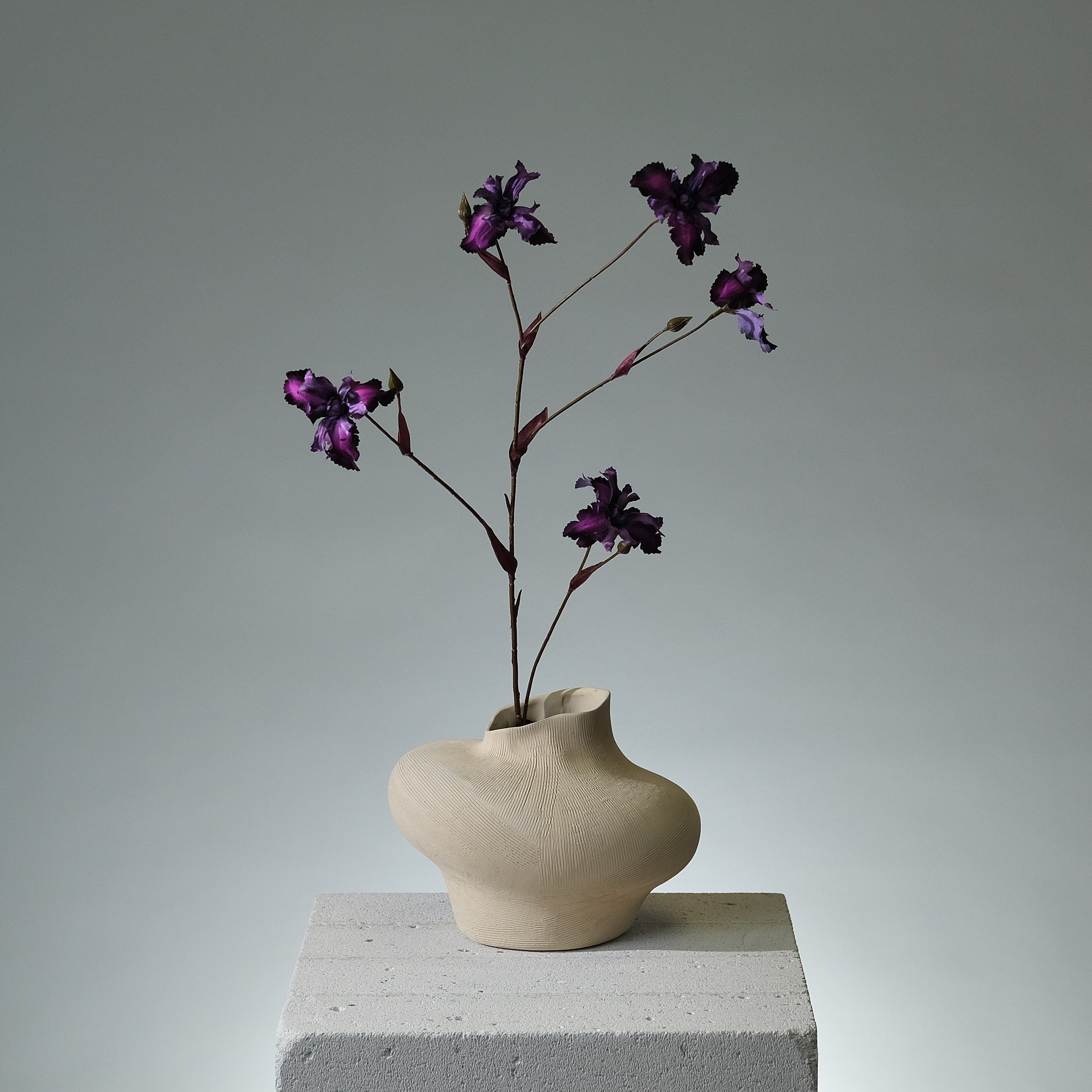 Iris Lavendel - FLORISSMA