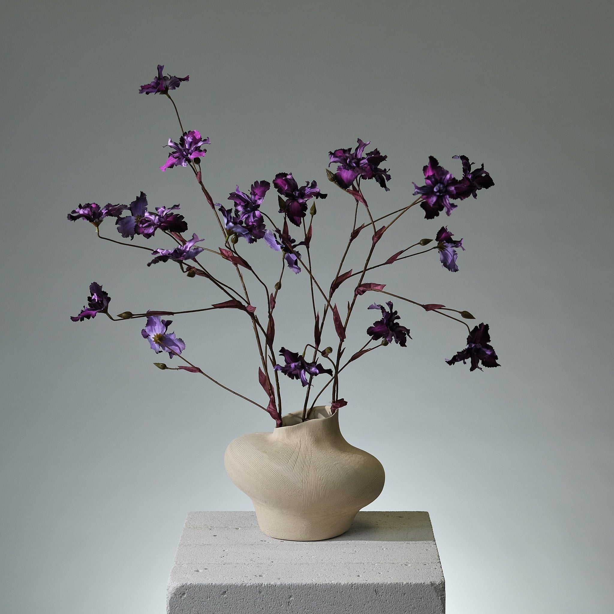 Iris Lavendel - FLORISSMA