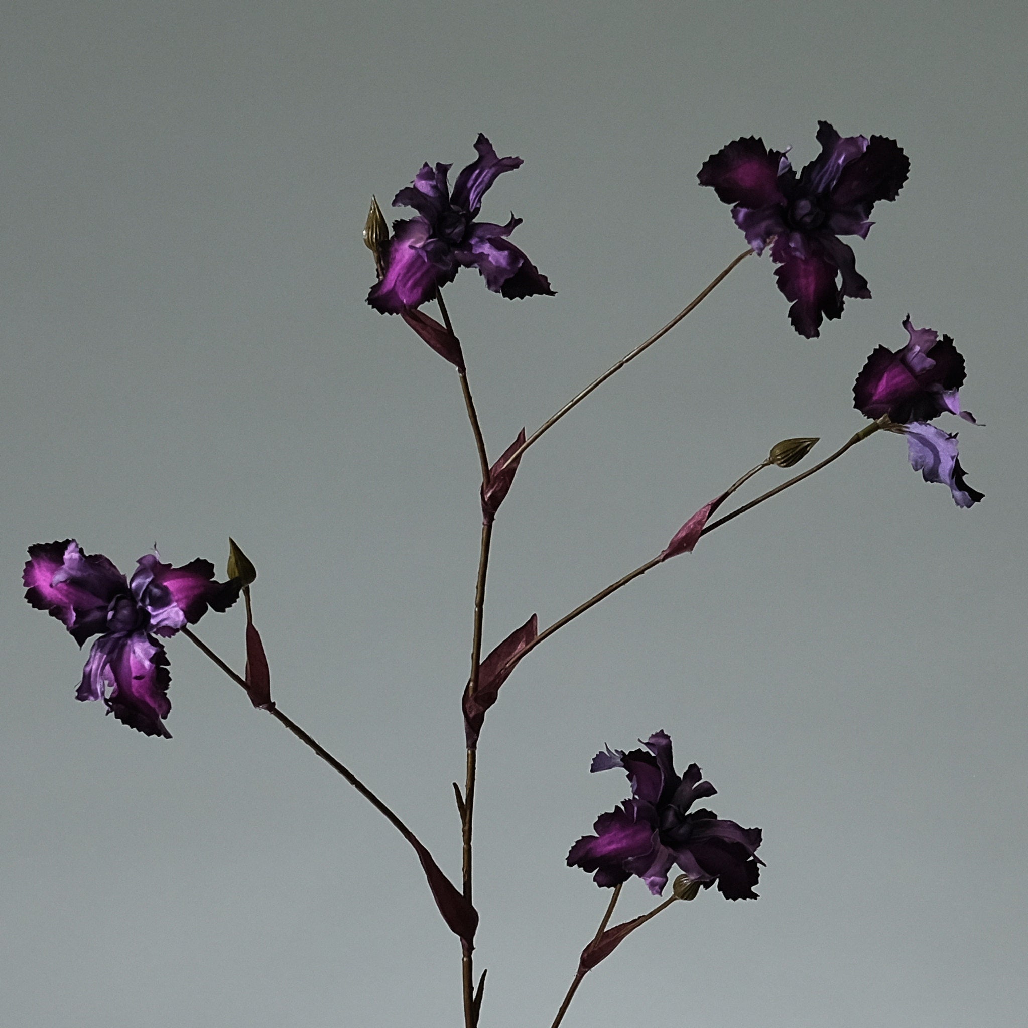 Iris Lavendel - FLORISSMA