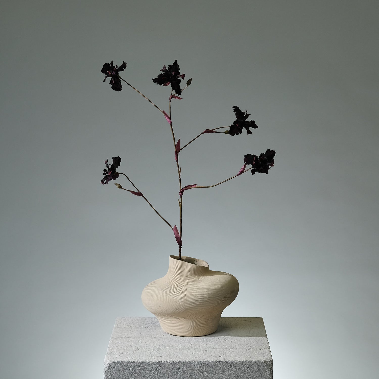 Iris Mörkburgundy - FLORISSMA
