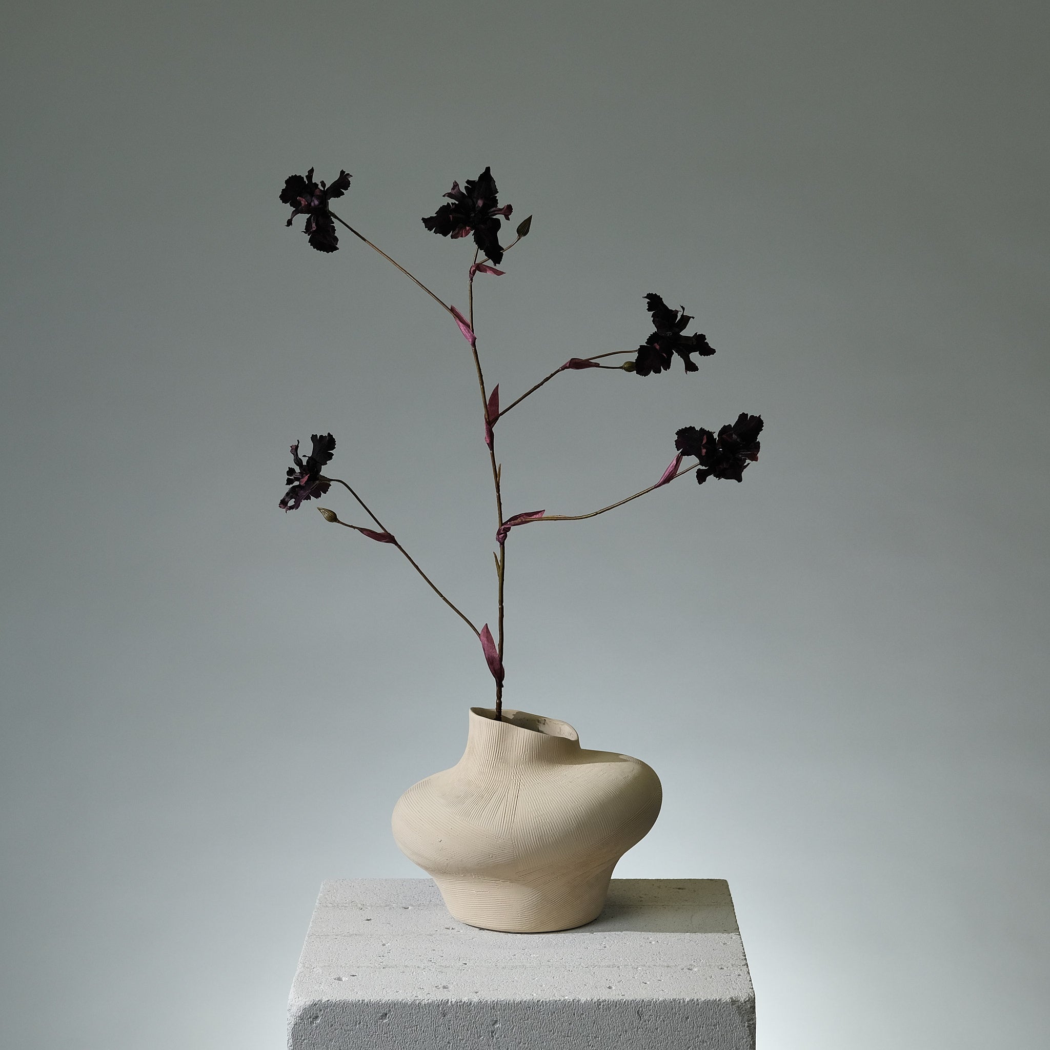 Iris Mörkburgundy - FLORISSMA