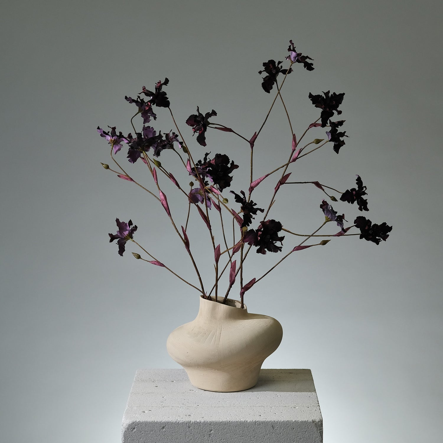 Iris Mörkburgundy - FLORISSMA