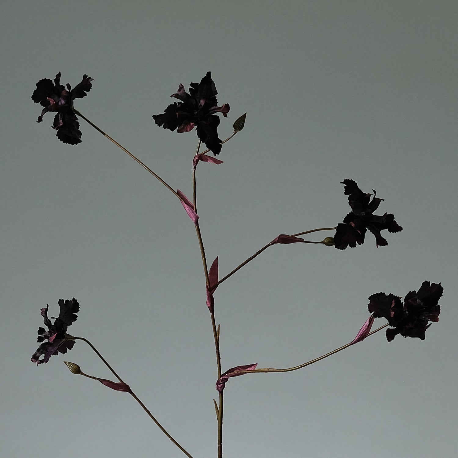 Iris Mörkburgundy - FLORISSMA