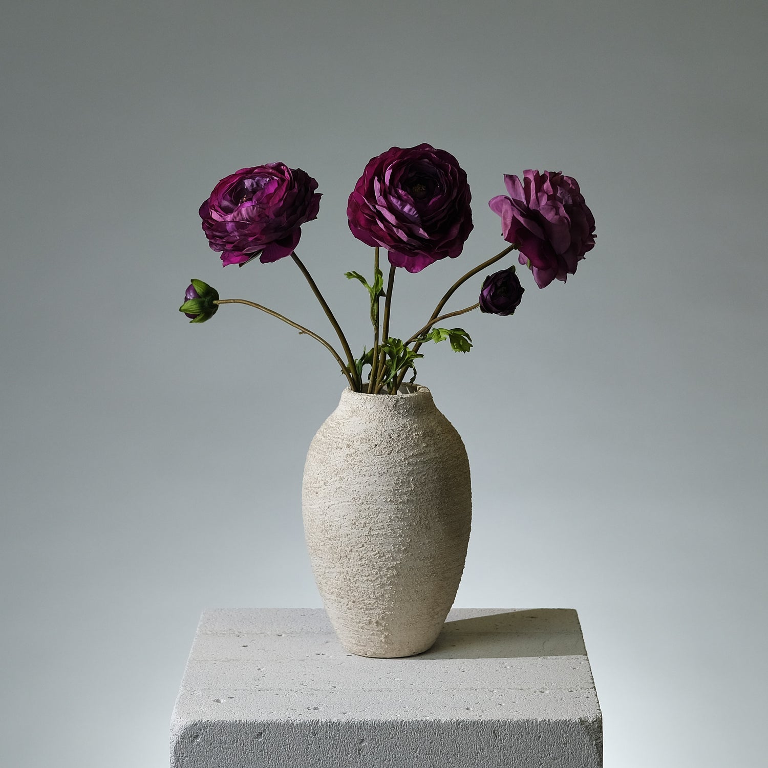 Ranunkel Mörklila - FLORISSMA