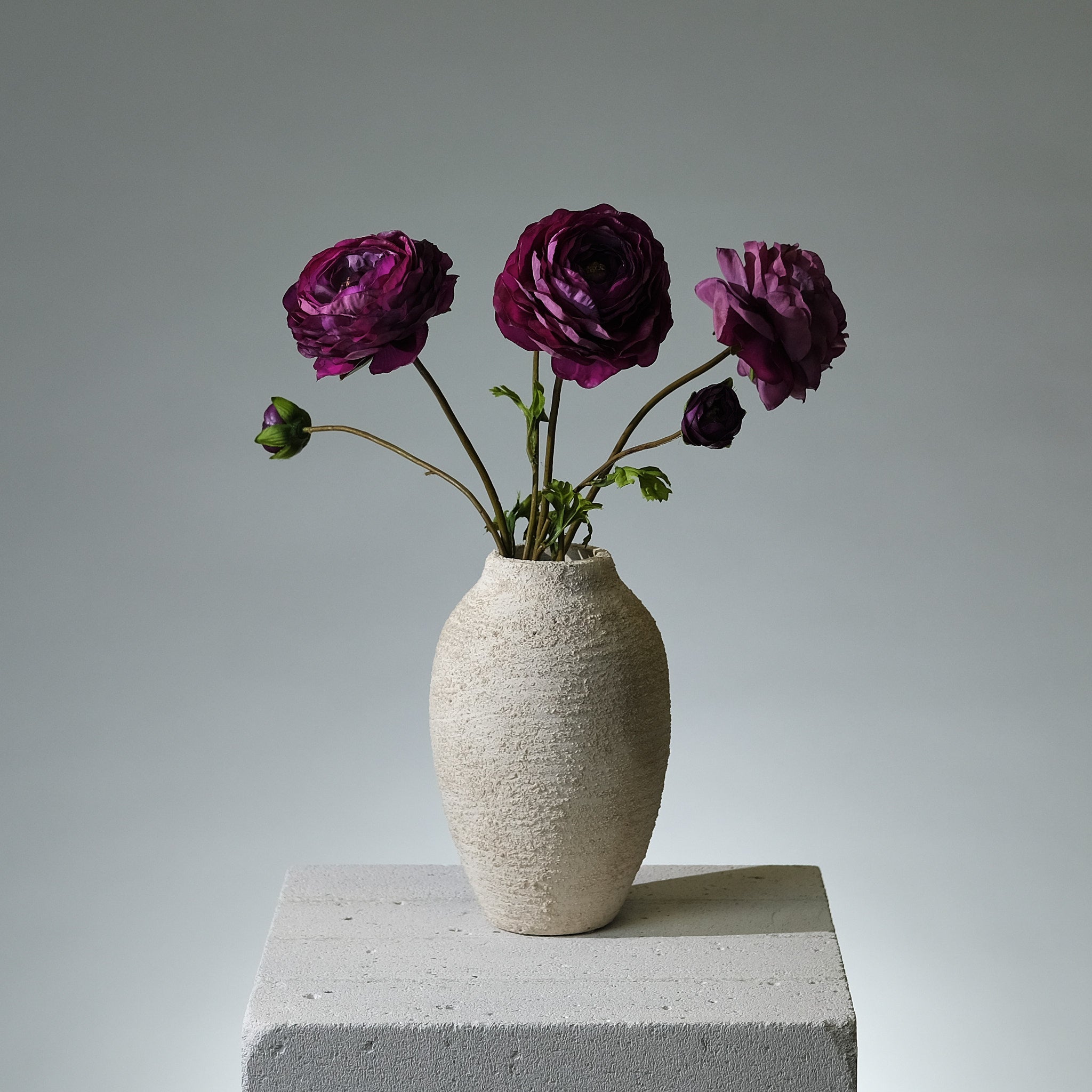 Ranunkel Mörklila - FLORISSMA