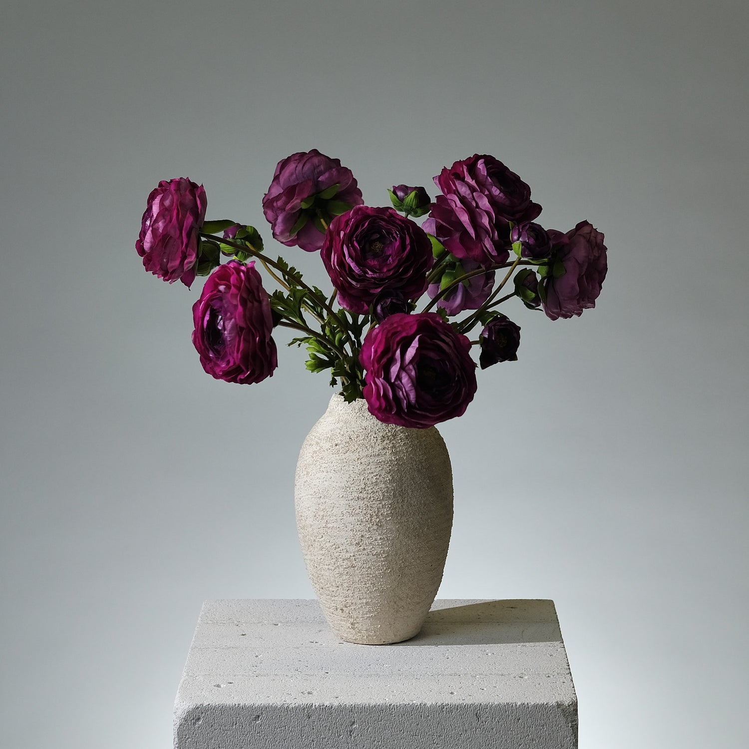 Ranunkel Mörklila - FLORISSMA