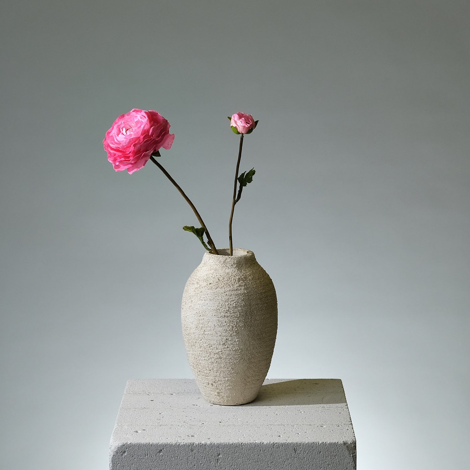 Ranunkel Mörkrosa - FLORISSMA