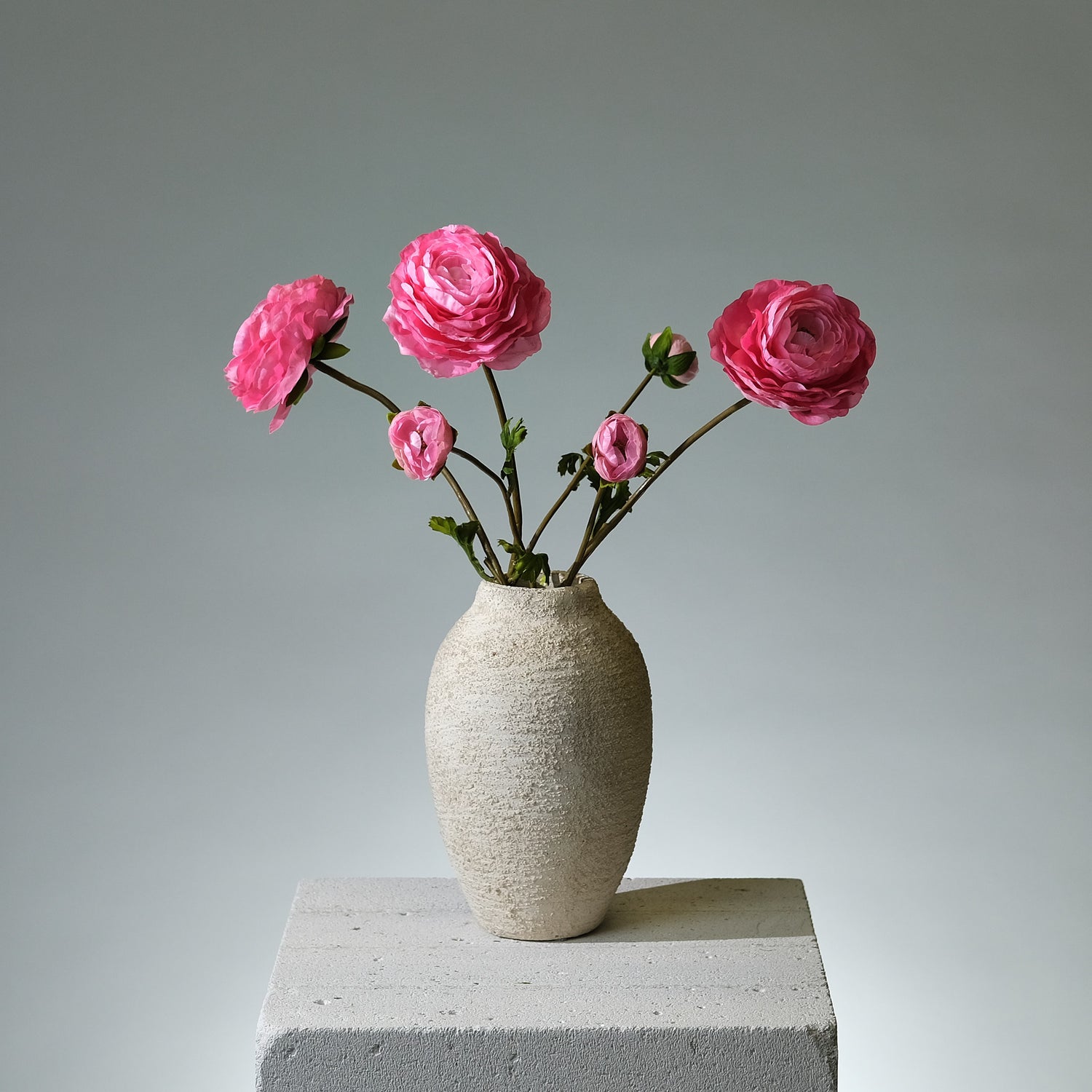 Ranunkel Mörkrosa - FLORISSMA
