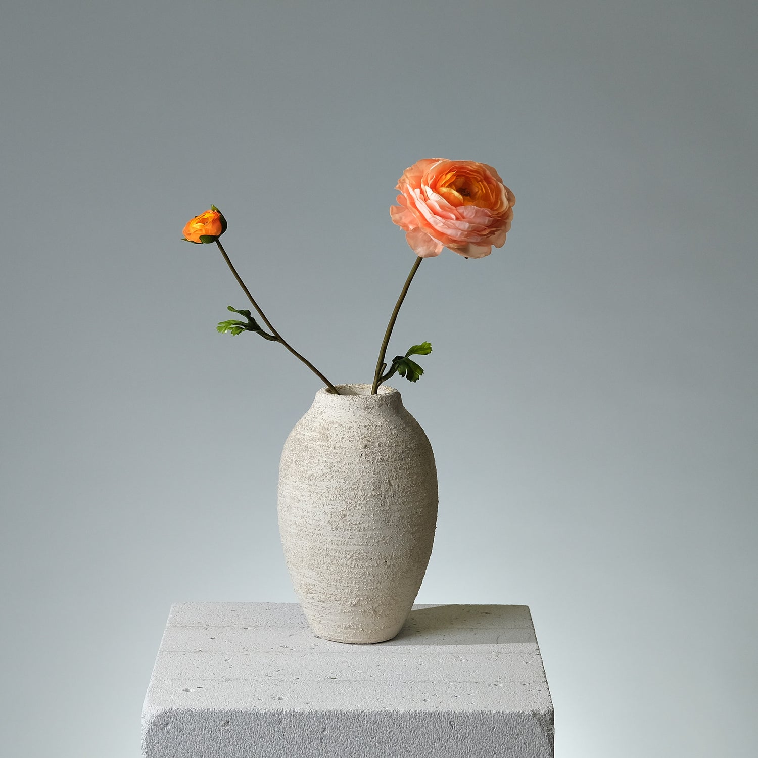 Ranunkel Laxrosa - FLORISSMA