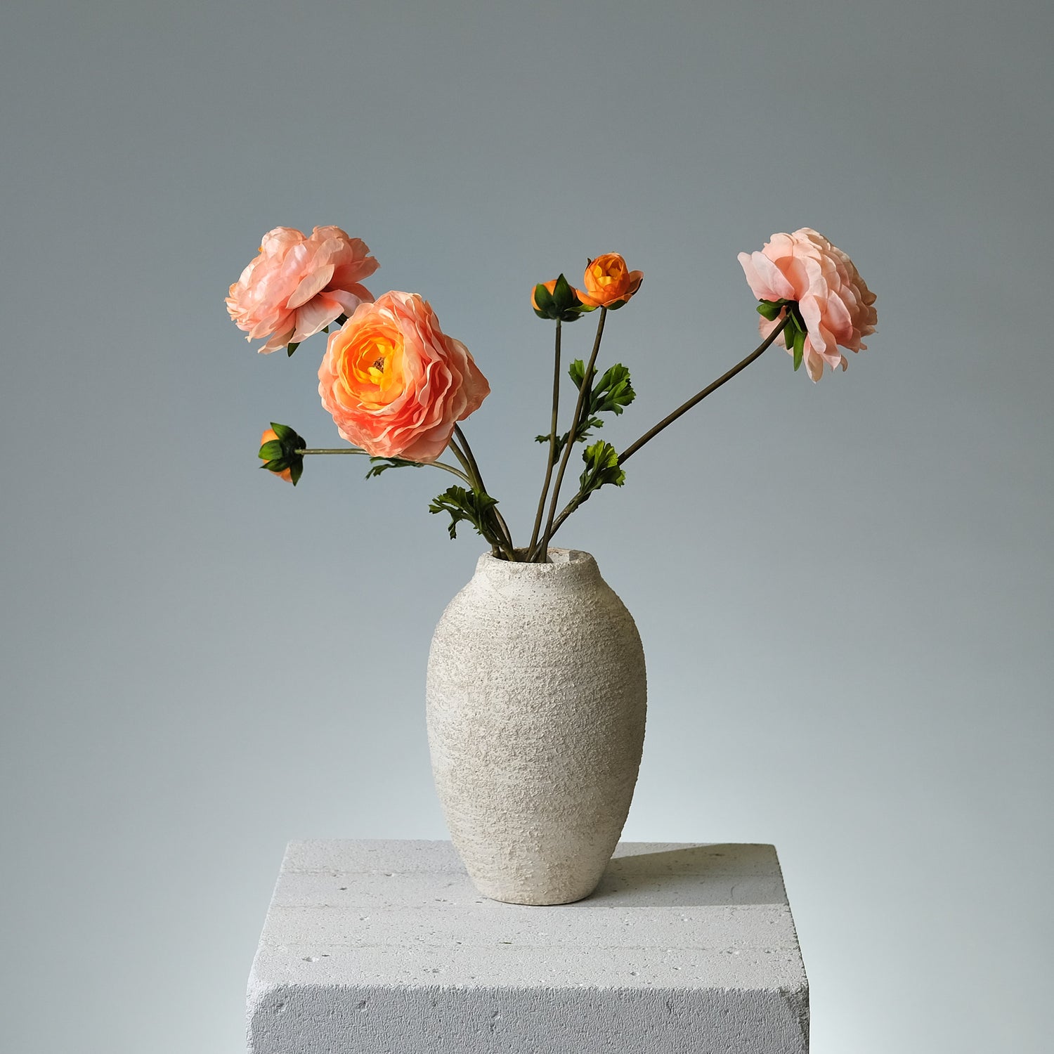 Ranunkel Laxrosa - FLORISSMA