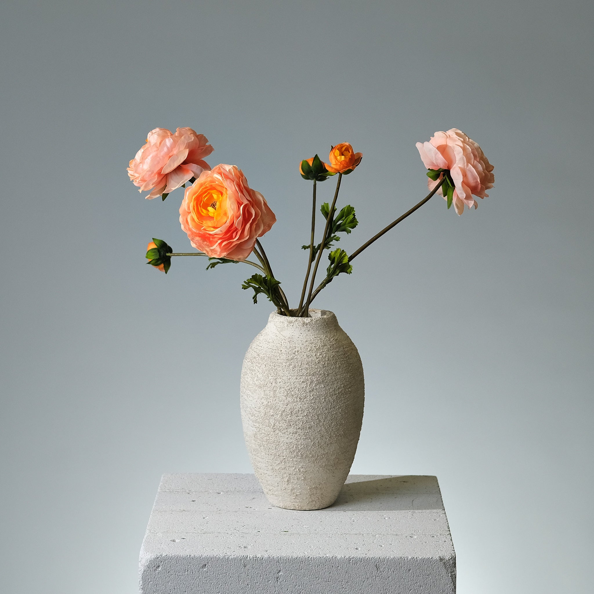 Ranunkel Laxrosa - FLORISSMA