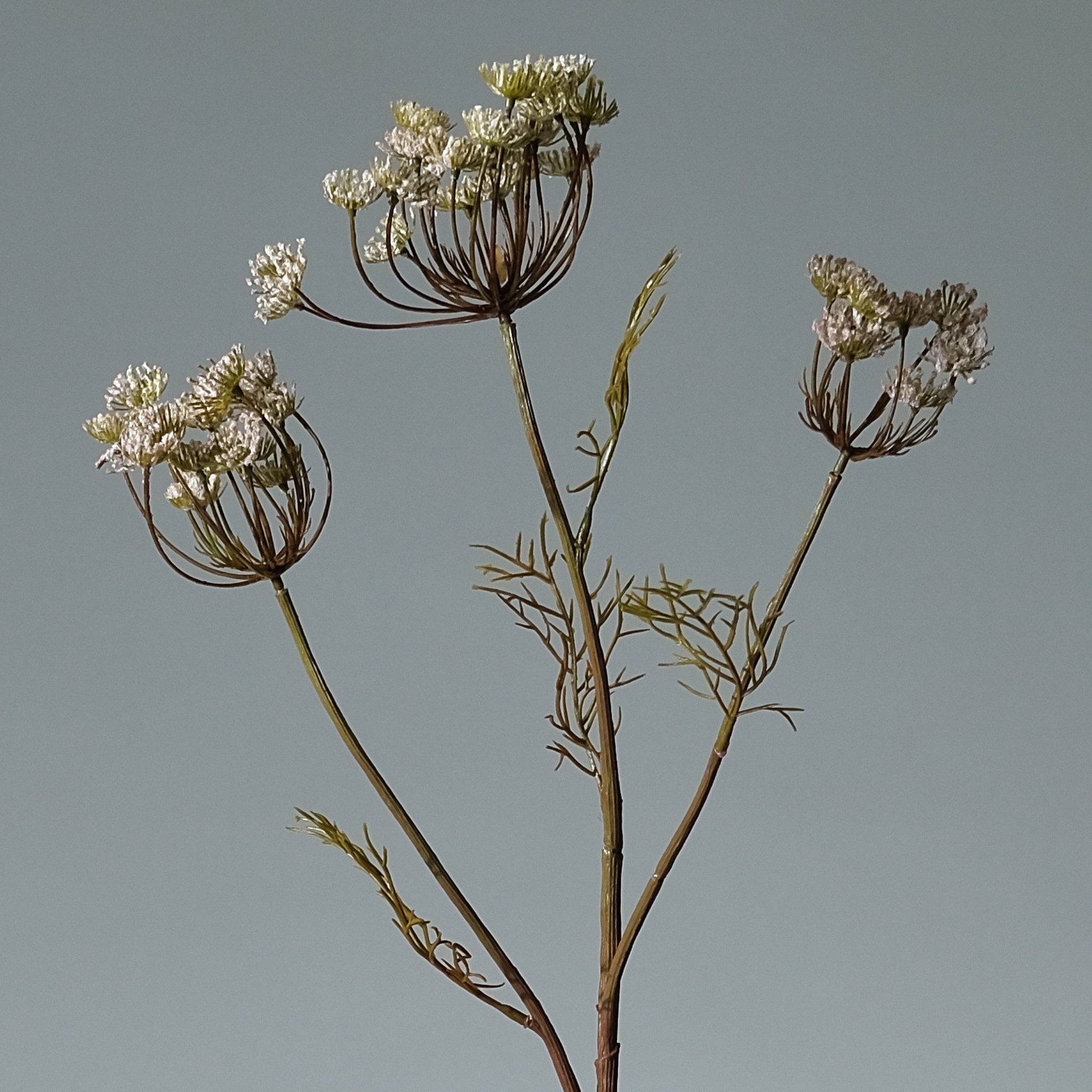 Vildmorot Ljusrosa - FLORISSMA